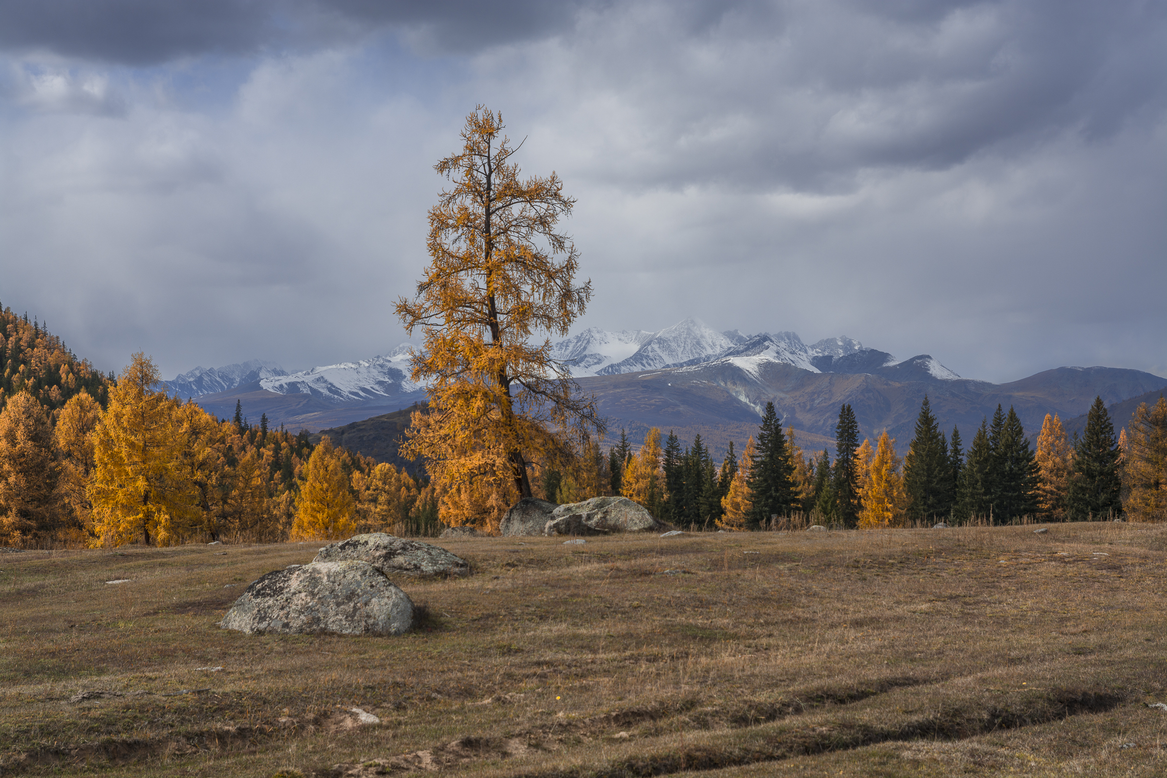 россия, горный алтай, лиственницы, горы, осень, Андрей Поляков