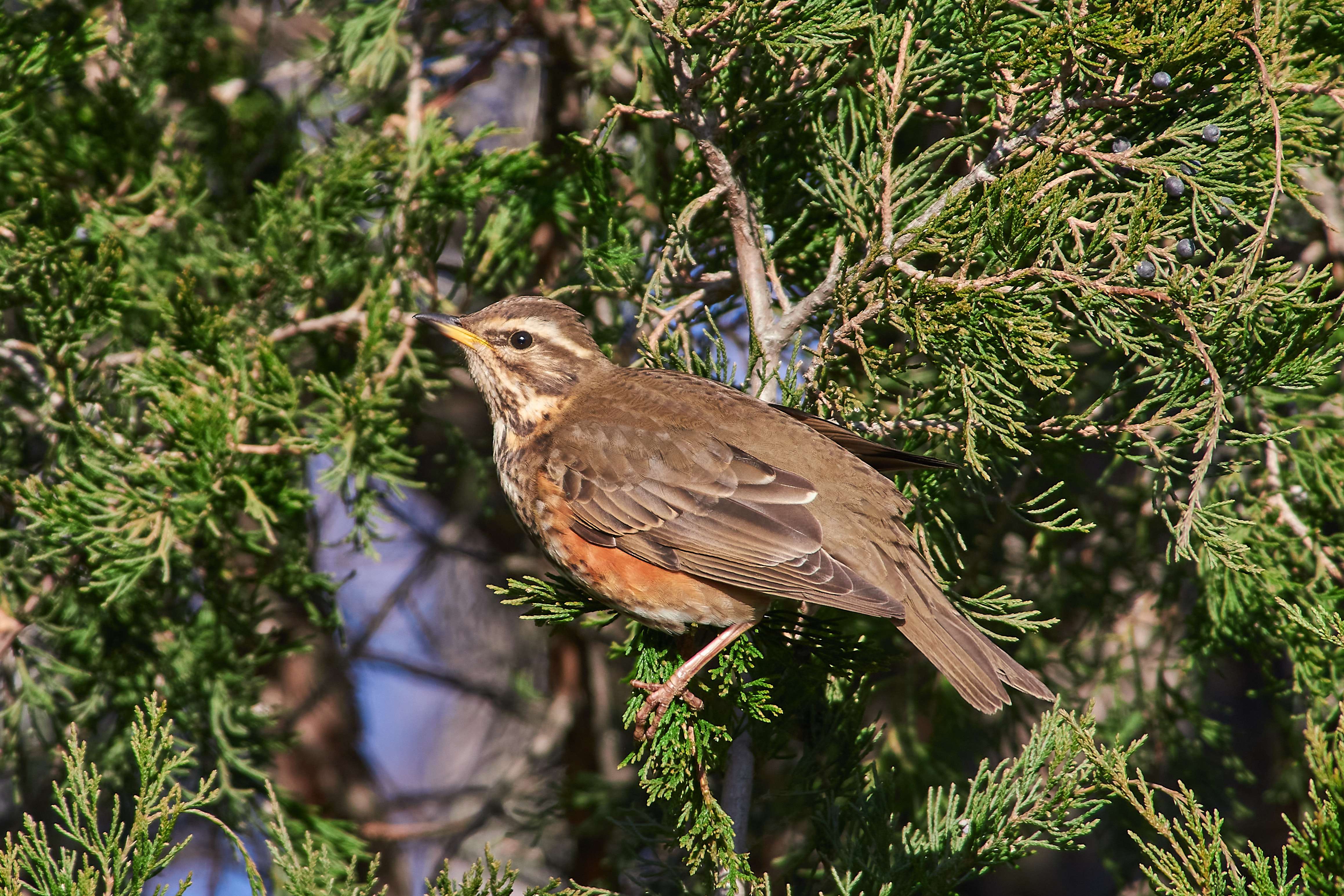 bird, birds, volgograd, russia, wildlife, , Павел Сторчилов