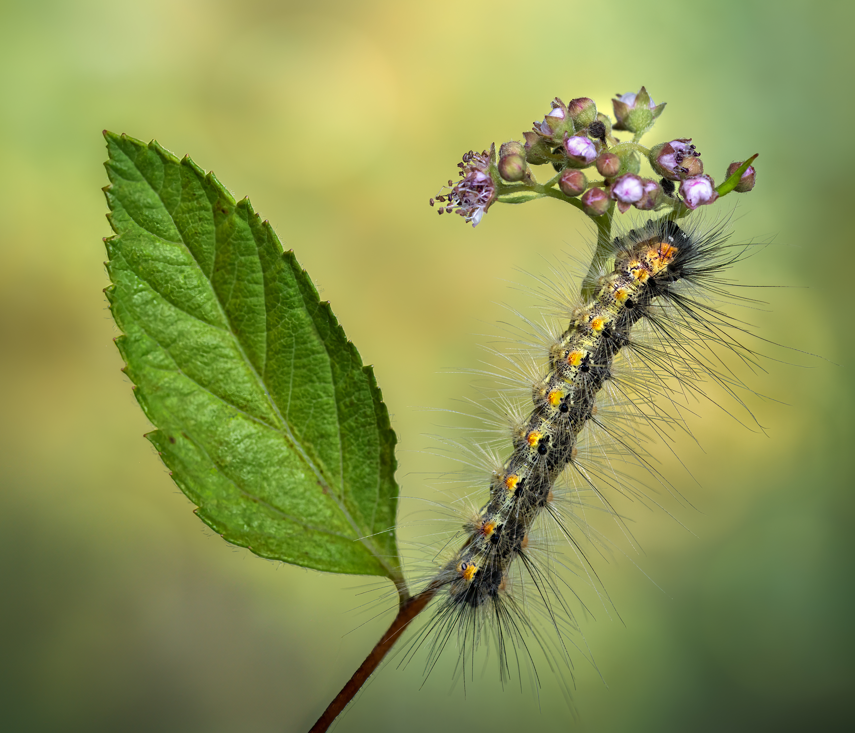 worm, autumn, fall, flower, caterpillar, silkworm, leaf, daisy, flower, autumn, summer, nature, green, macro,, Atul Saluja