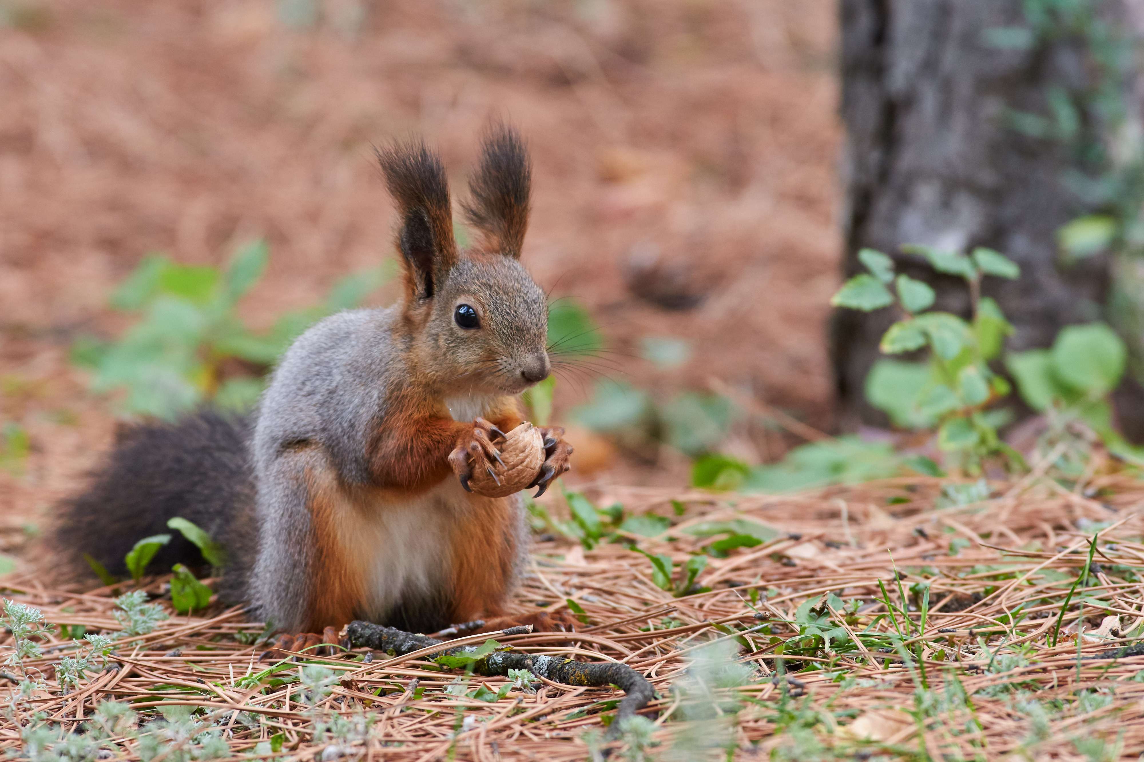 squirrel, volgograd, russia, , Павел Сторчилов