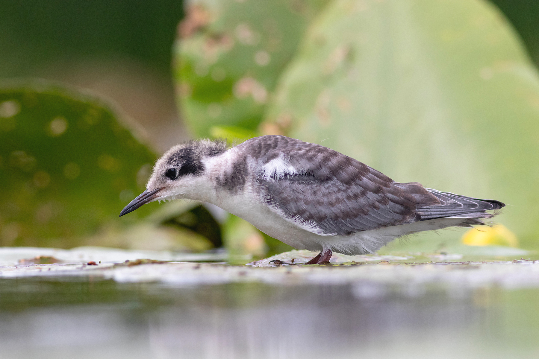 черная крачка, птица, птенец, крачка, birds, хотча, Павел Краснослободцев