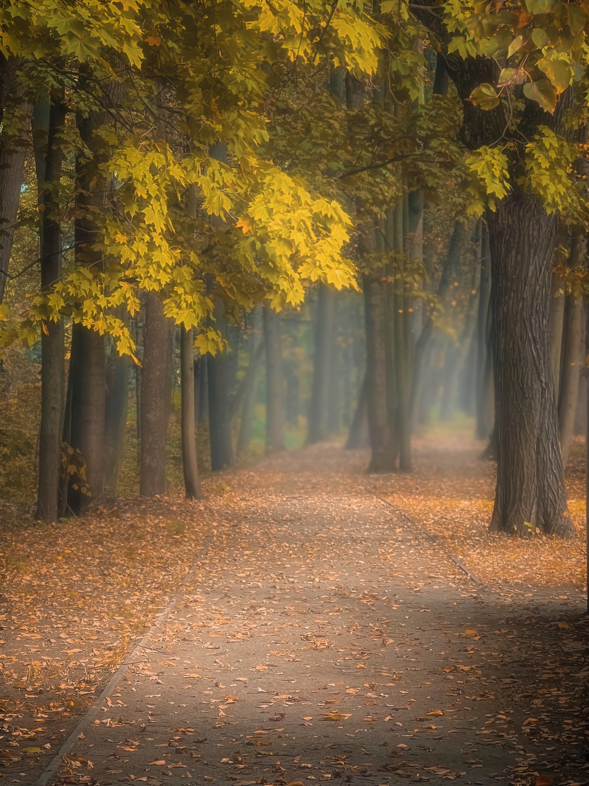 пейзаж, landscape, nature, природа, осень, autumn, золотаяосень, goldatum, лес, forest, Julia Kaissa