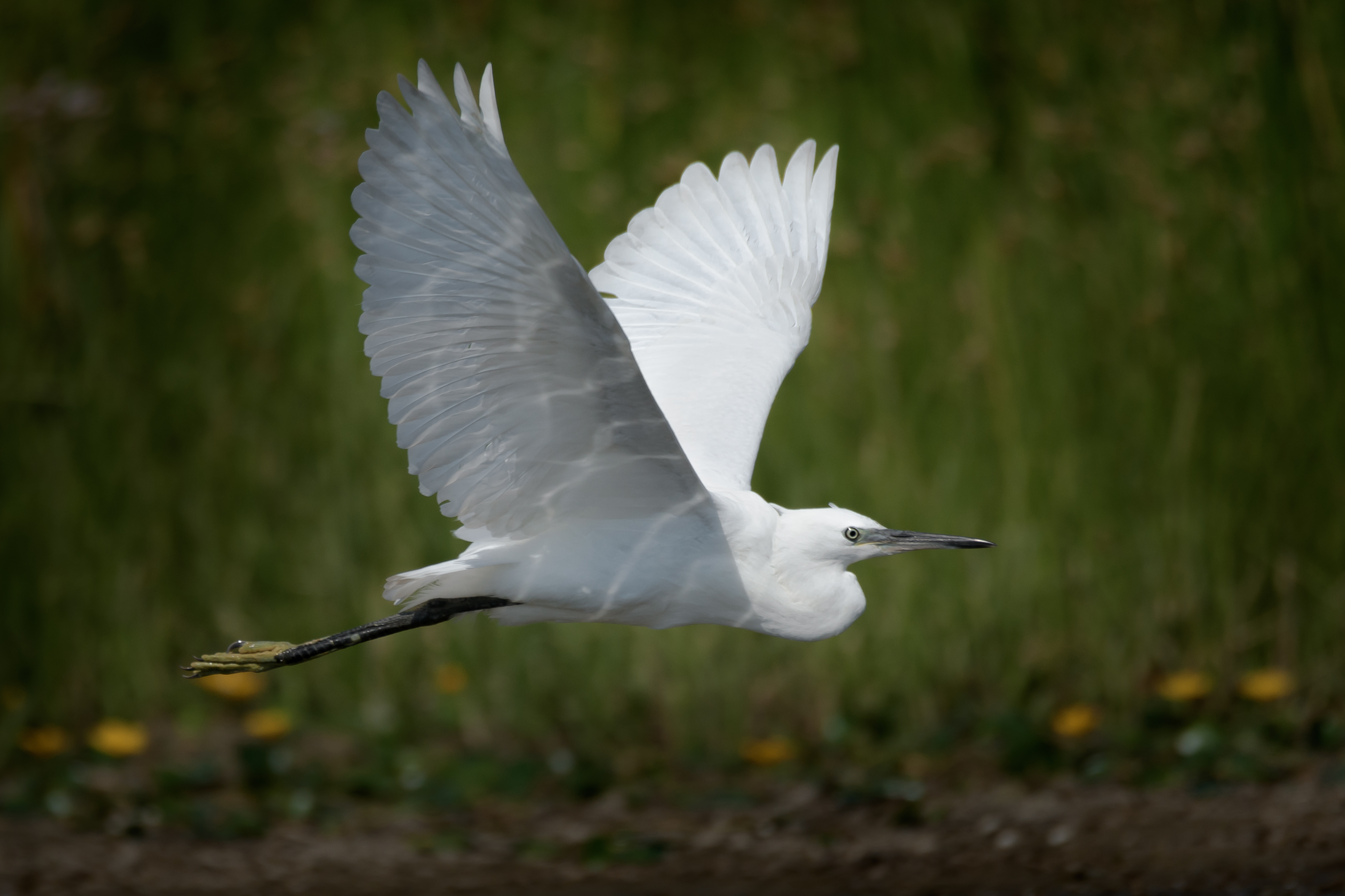 Малая белая цапля, Egretta garzetta, полёт, Соварцева Ксения