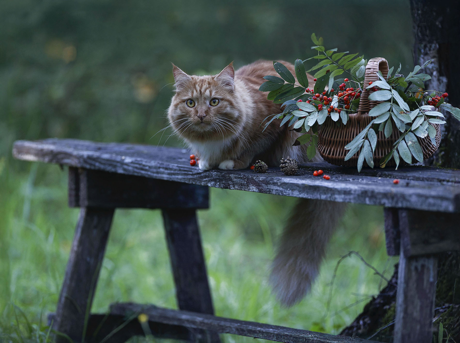 кот, рыжий, красавчик, cat, beautiful, photomodel, autumn, nature, Стукалова Юлия