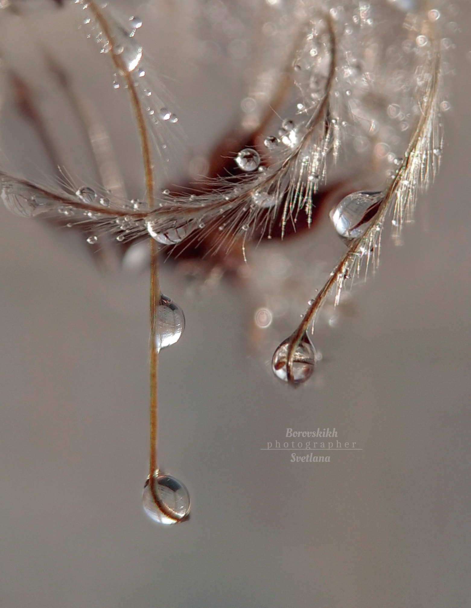 макро,  макро на телефон, macro, macro lens, капля, пушинки,, Боровских Светлана