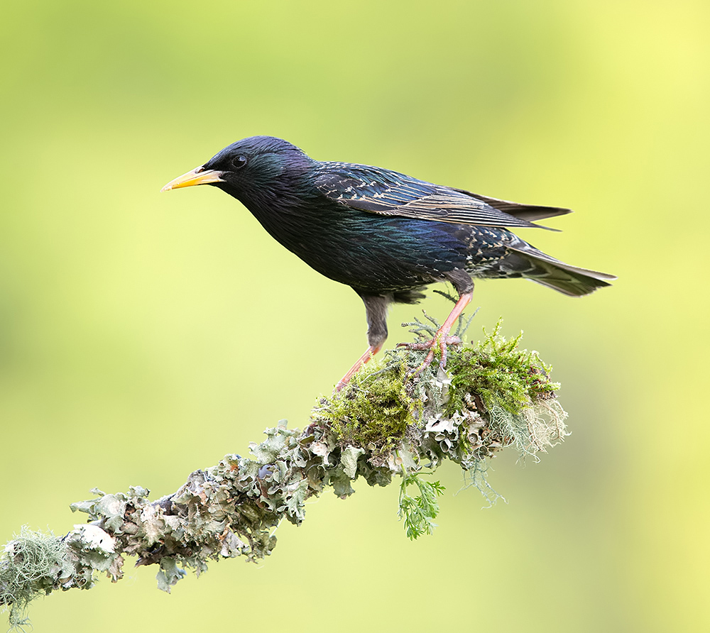 european starling, обыкновенный скворец, скворец, Etkind Elizabeth