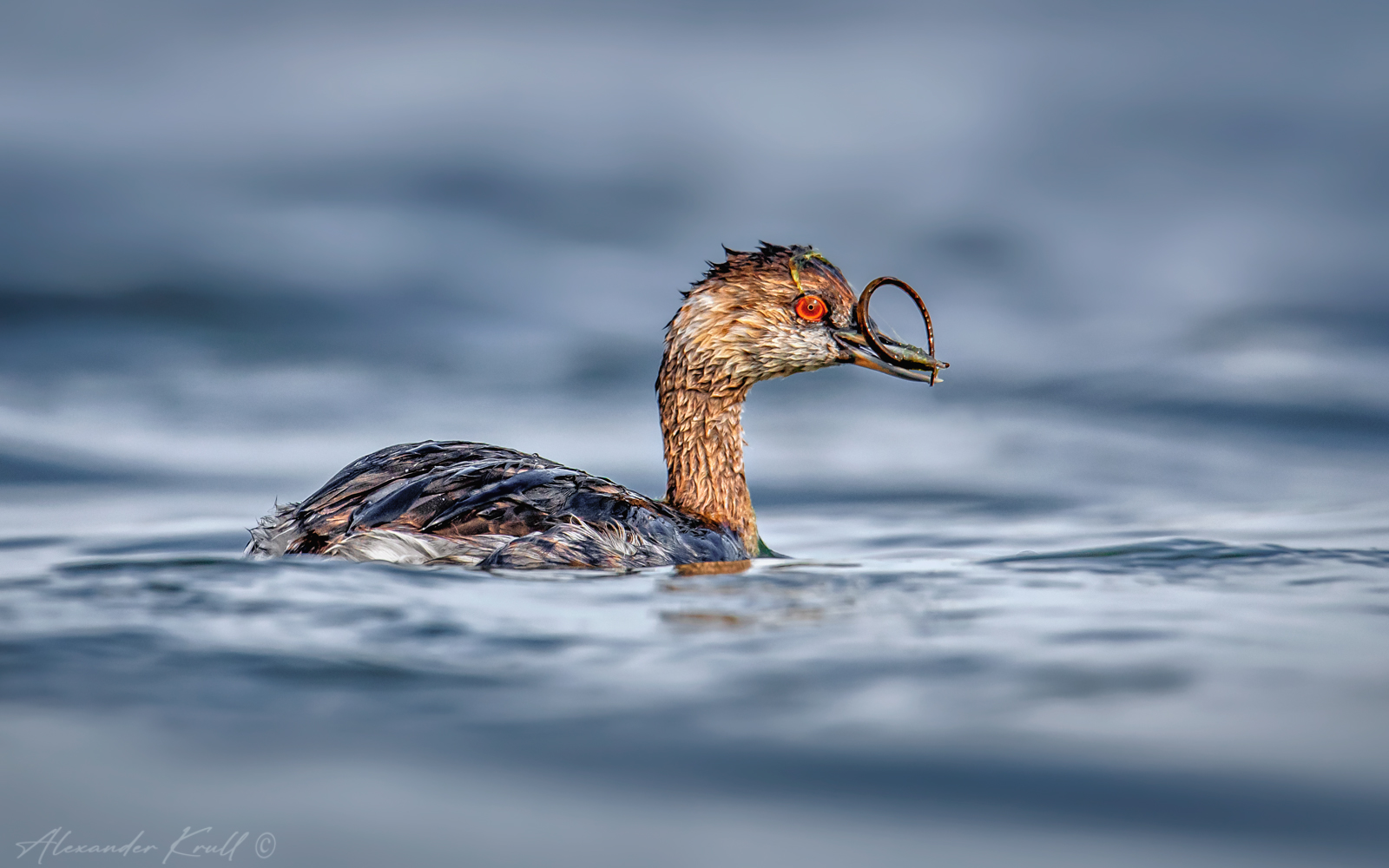 поганка, черношейная поганка, podiceps nigricollis, Круль Александр