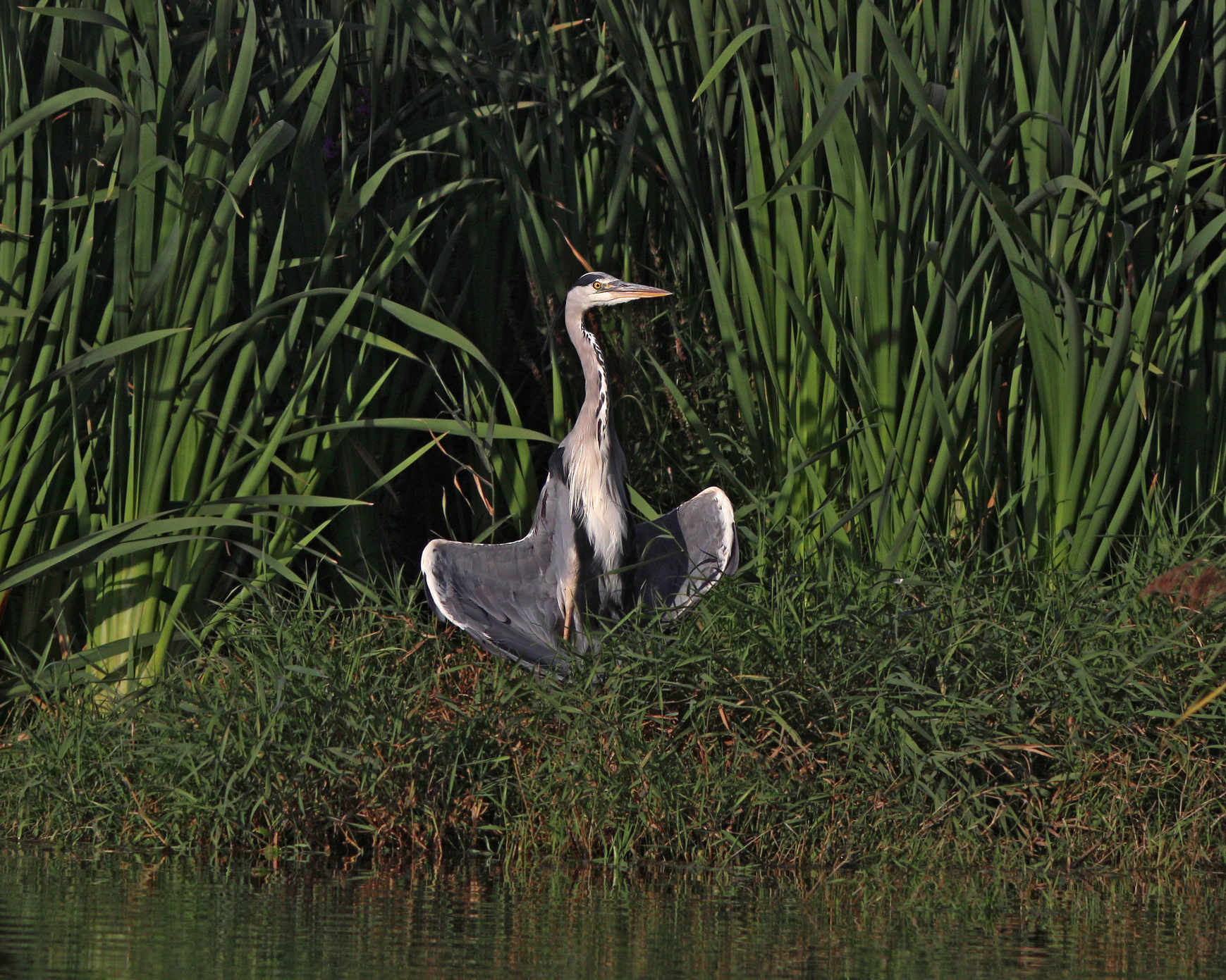 серая цапля, ardea cinerea, grey heron, Бондаренко Георгий