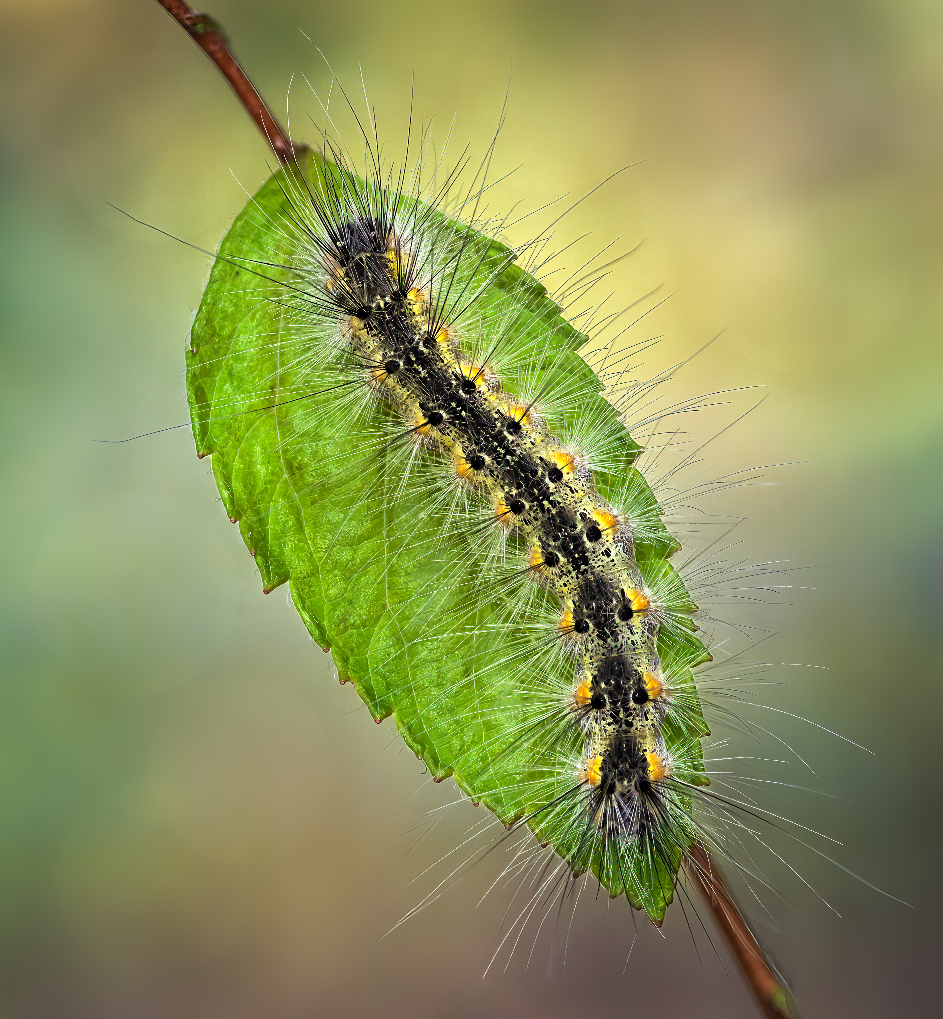 worm, caterpillar, silkworm, leaf, summer, nature, green, macro, flower, floral, wild,, Atul Saluja