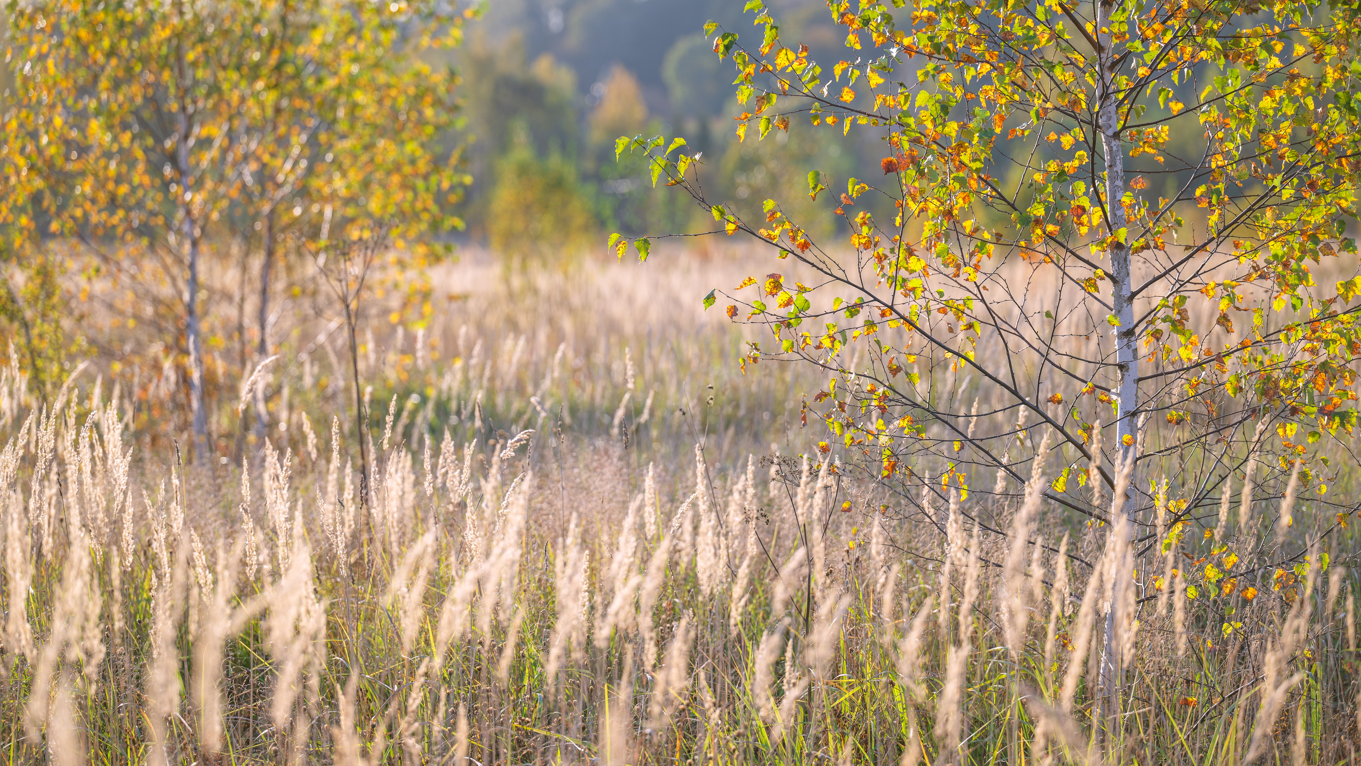 autumn, field, sunlight, leaf, foliage, birch, sunset, grass, meadow, Андрей Козлов