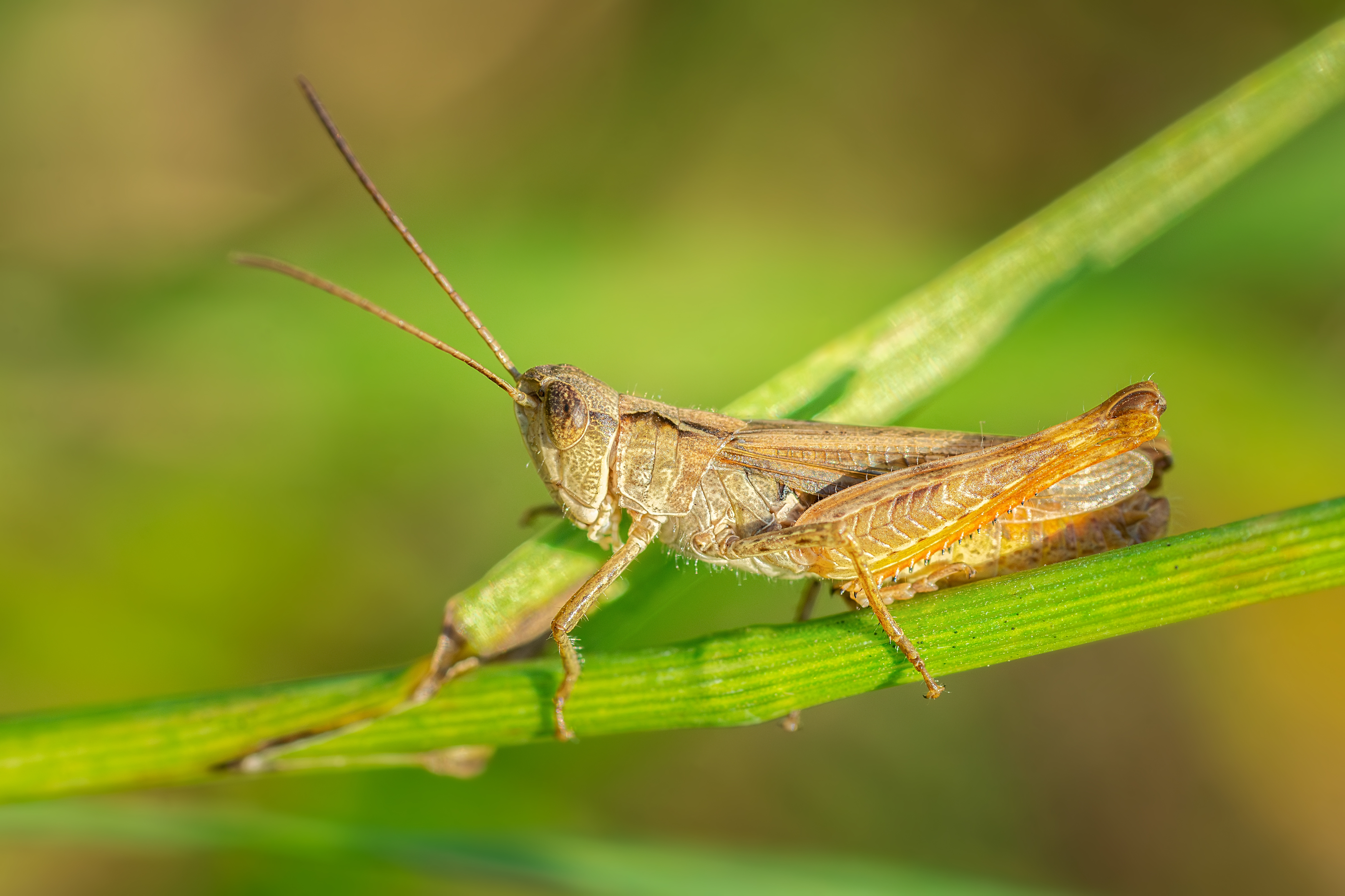 grasshopper; closeup; plant; nature; animal; green; macro; wildlife; color; insect, Корнеев Алексей