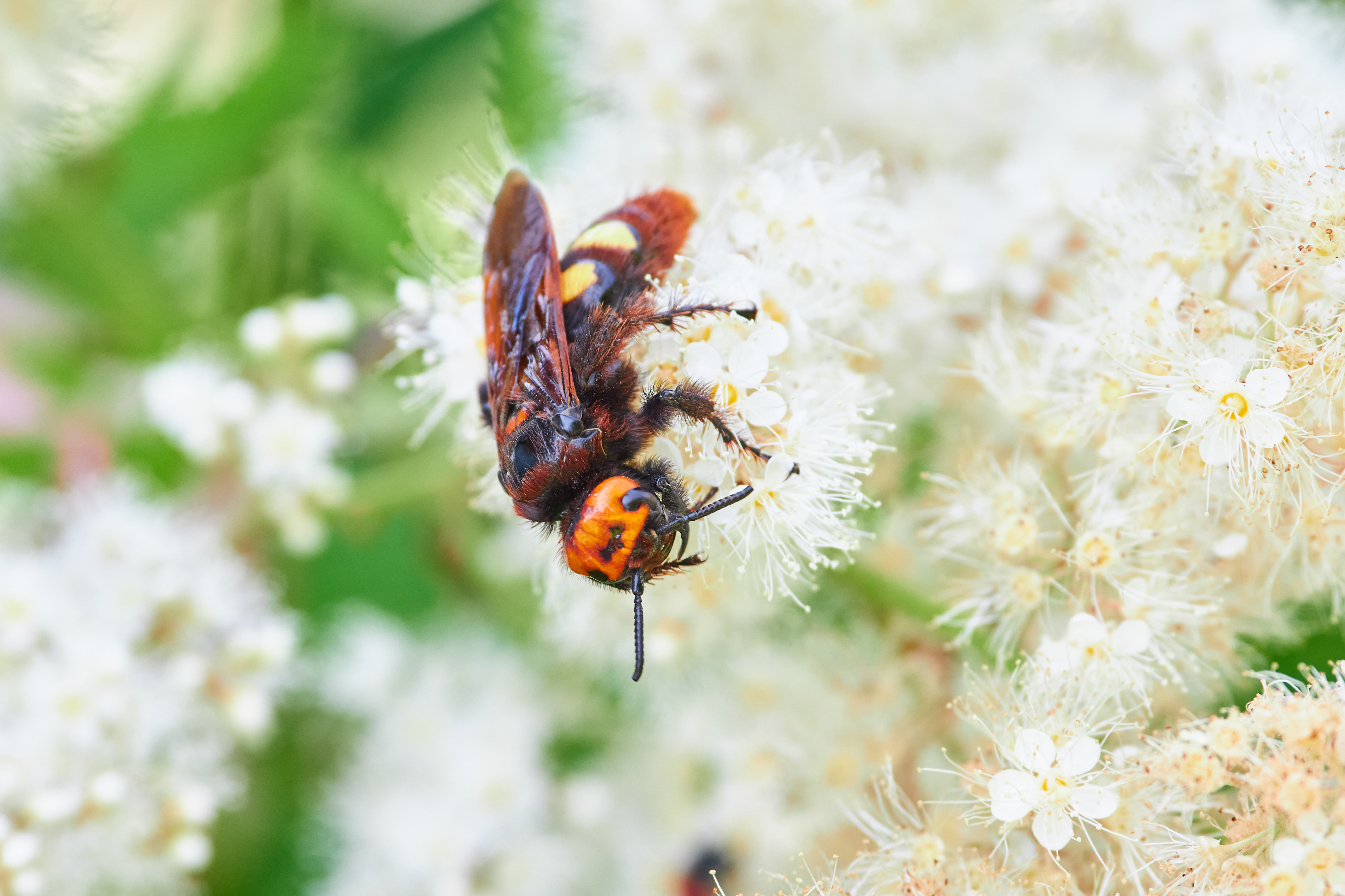 macro, volgograd, russia, wildlife, , Павел Сторчилов