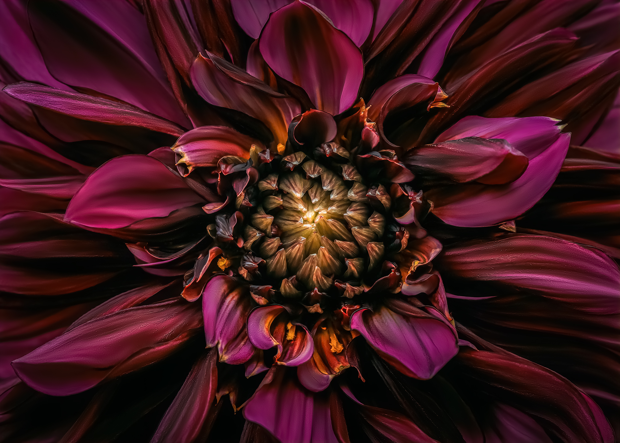 dahlia flower,  Eirene