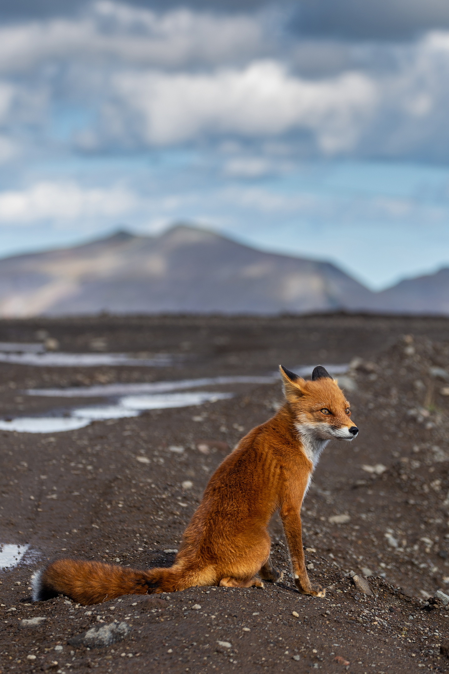 fox, animal, лиса, Михаил Конарев