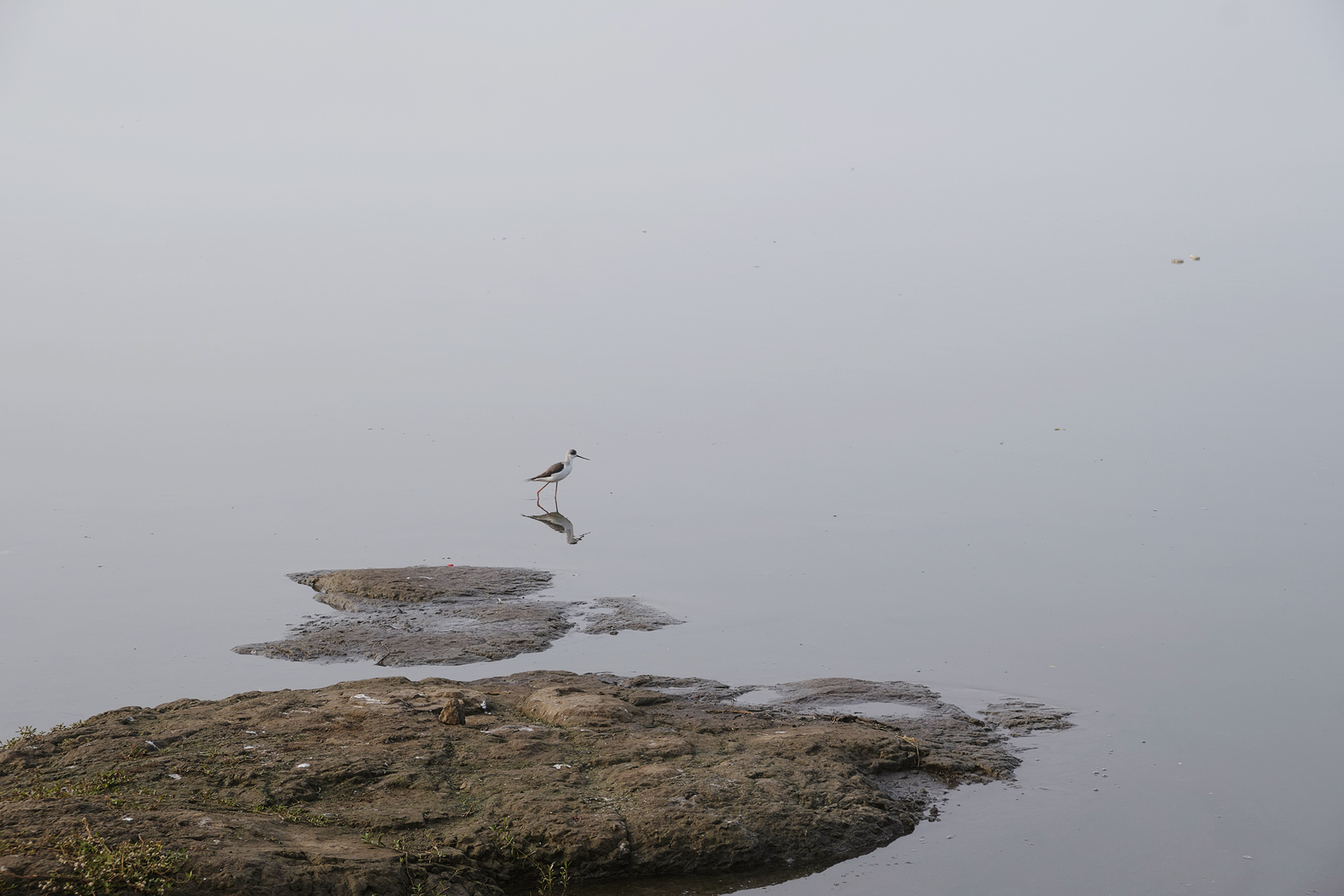 animal, bird, wide angle, fuijifilm, fujifilmxt2, xf1855, bird photography, nature, Unmesh V G