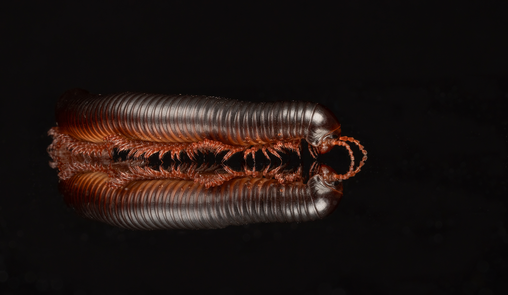 african train millipede, reptiles and amphibians, nature, canon, MARIA KULA