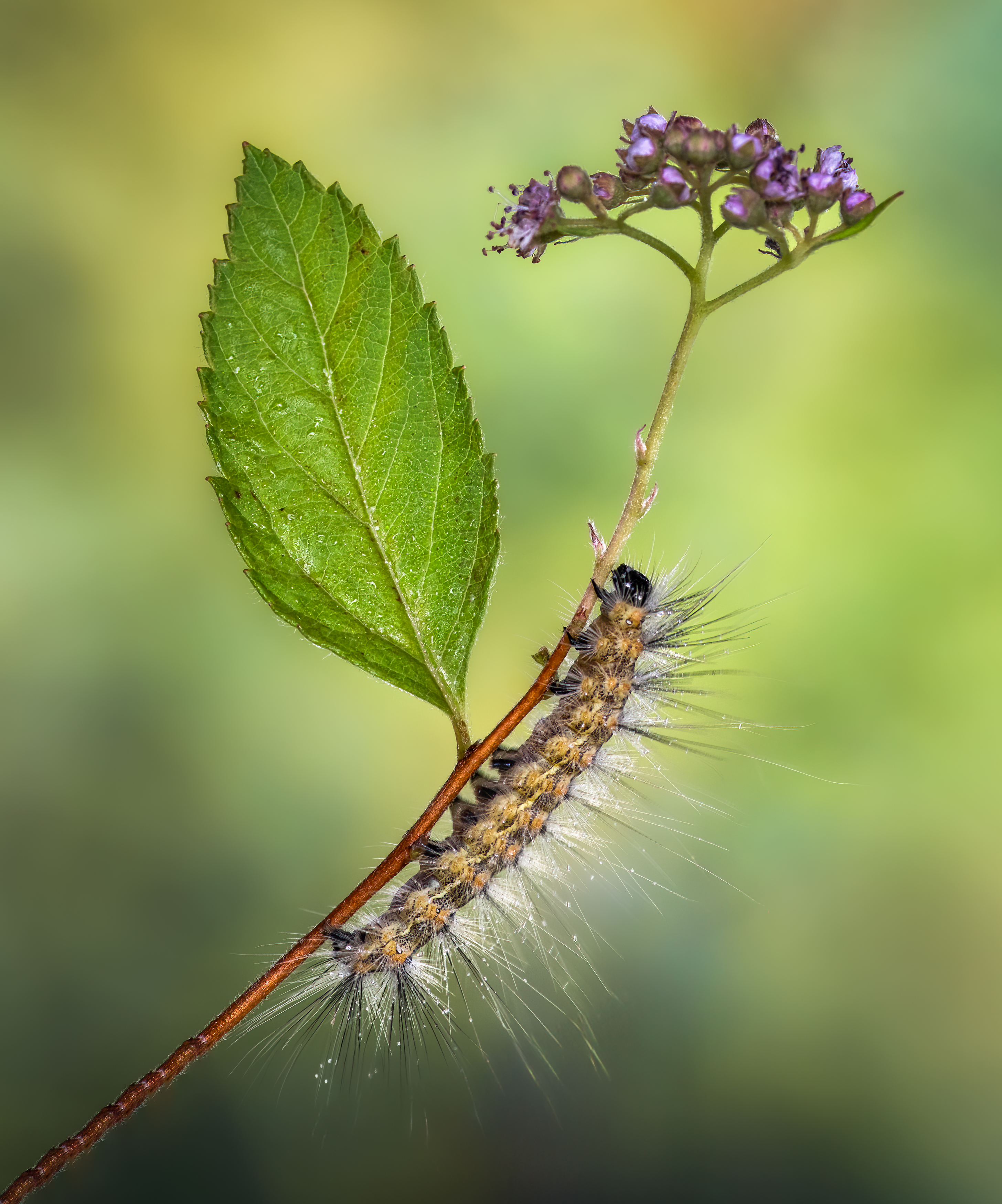 worm, caterpillar, silkworm, leaf, summer, nature, green, macro,, Atul Saluja