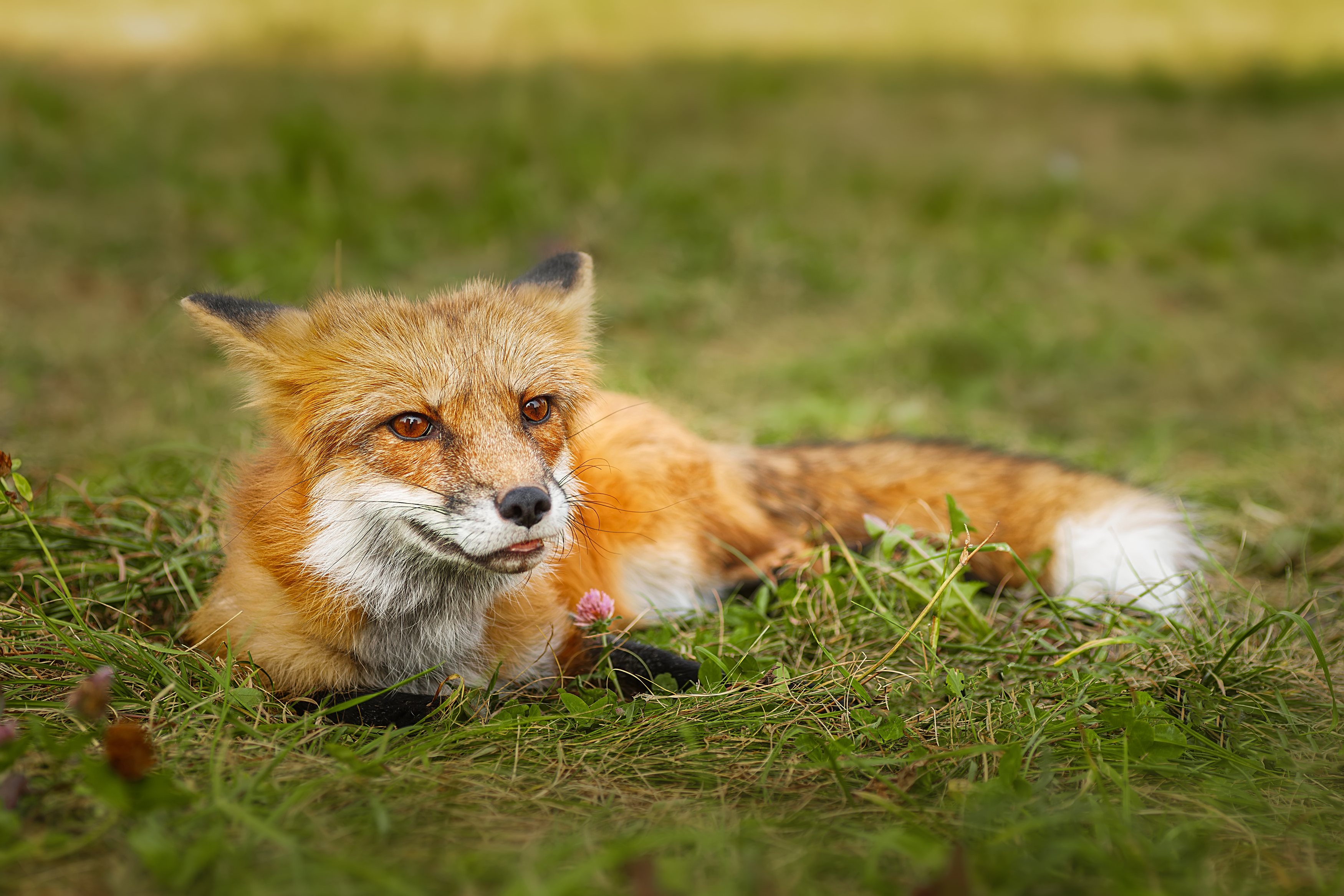 , Корнеев Алексей