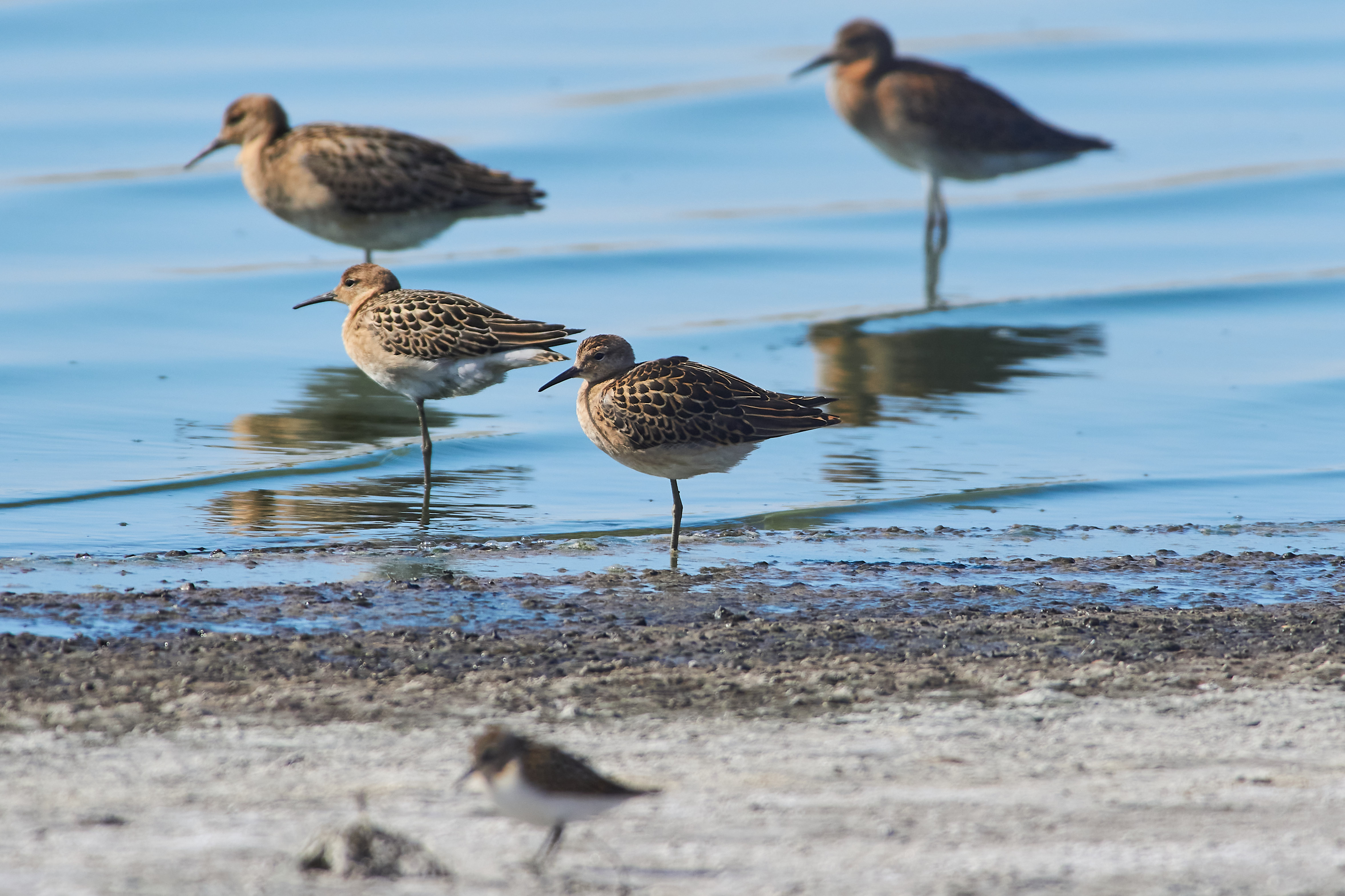 bird, birds, volgograd, russia, wildlife, , Павел Сторчилов