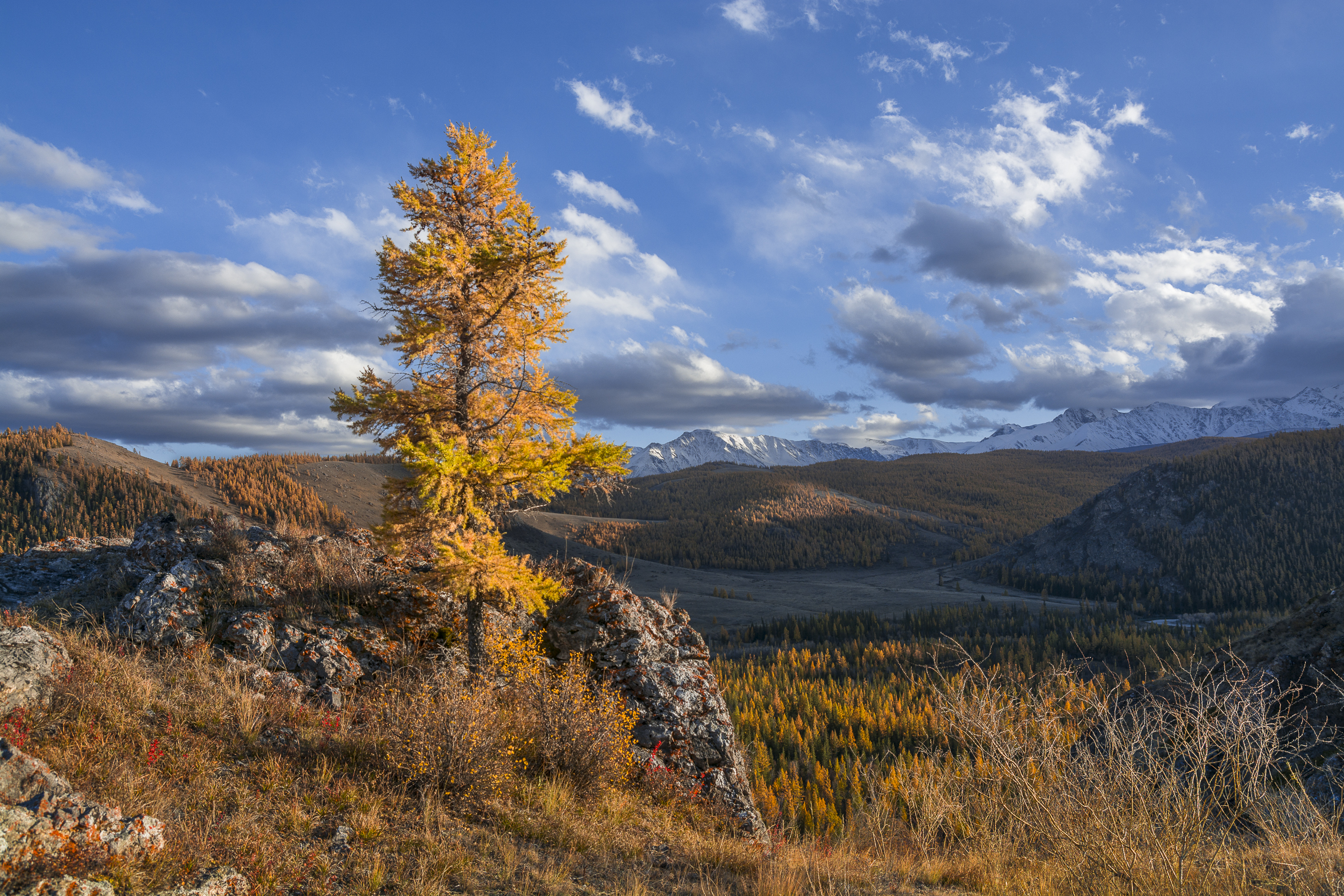 россия, горный алтай, лиственница, облака, горы, вечер, осень, Андрей Поляков