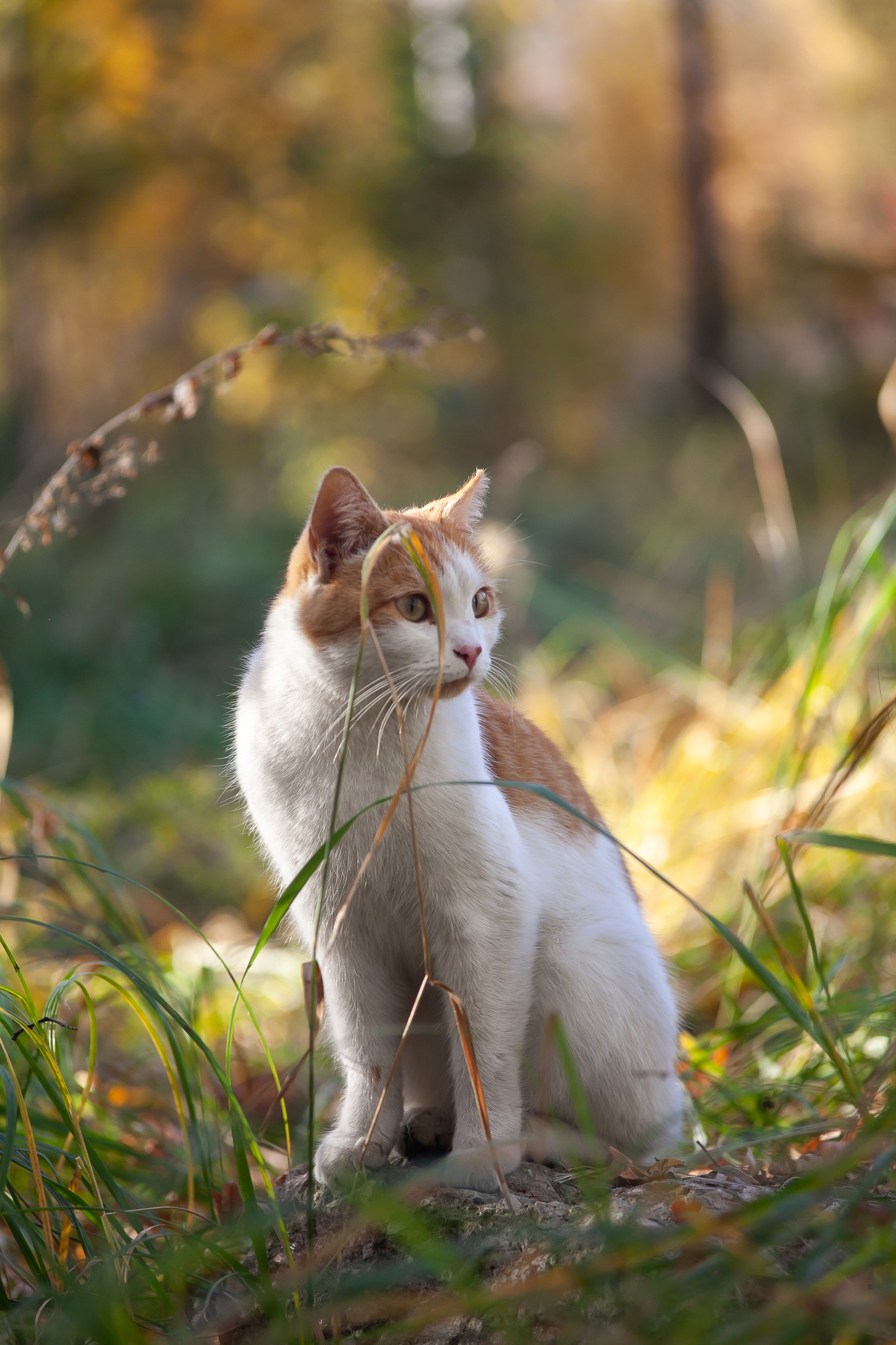 кот, кошка, котики, Соболева Яна