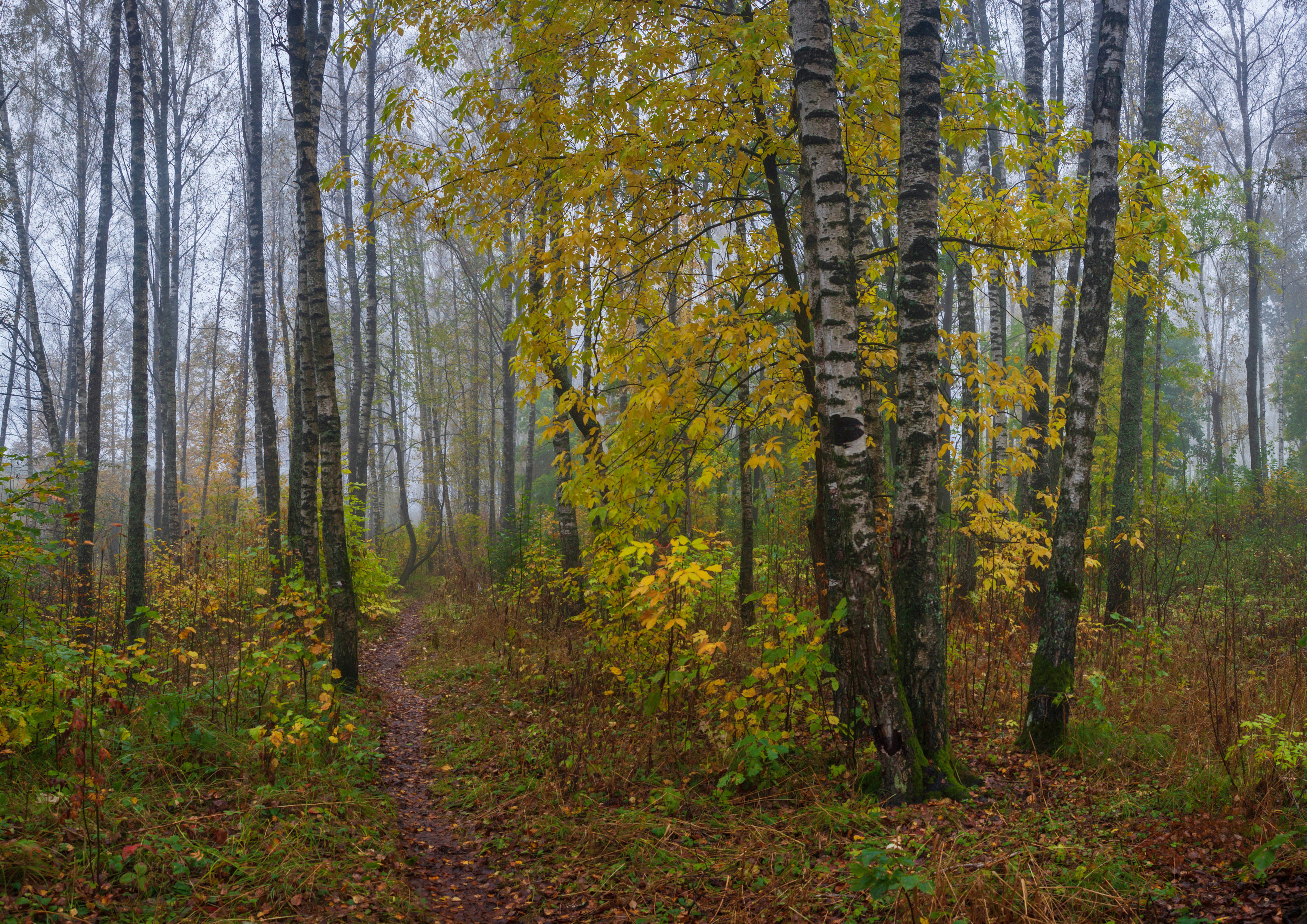 осень, лес, Свистков Александр