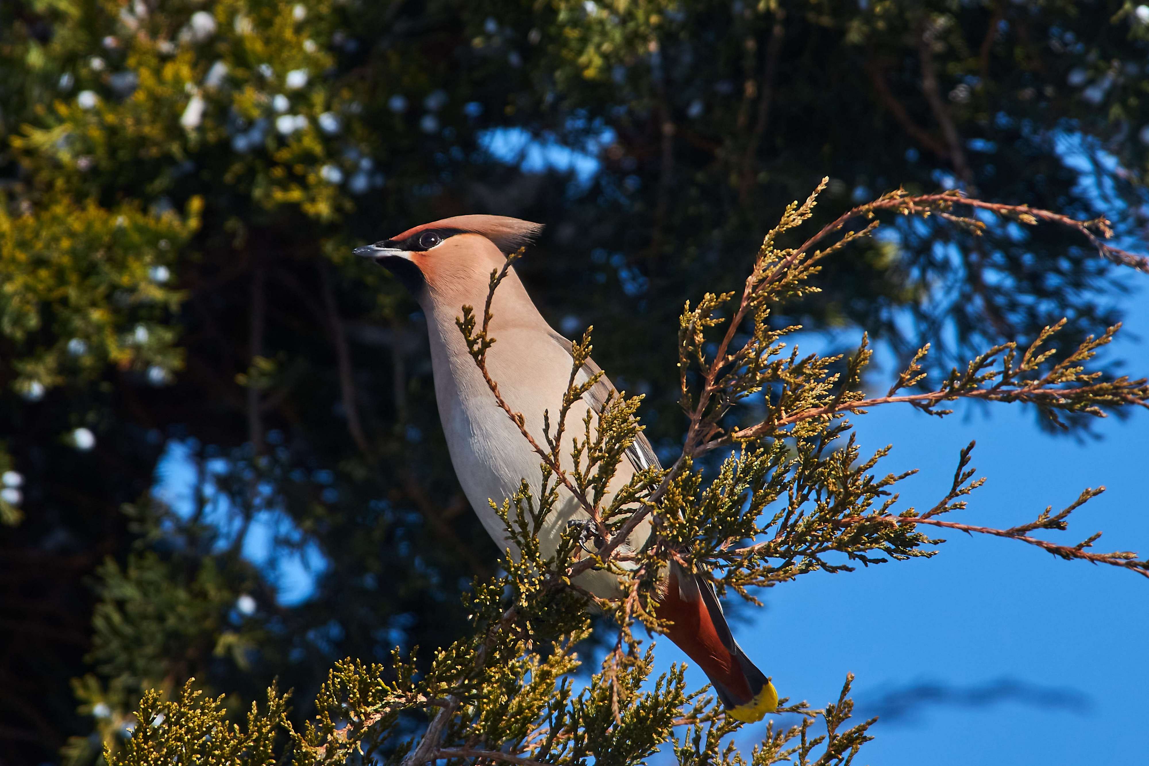 bird, birds, volgograd, russia, wildlife, , Павел Сторчилов