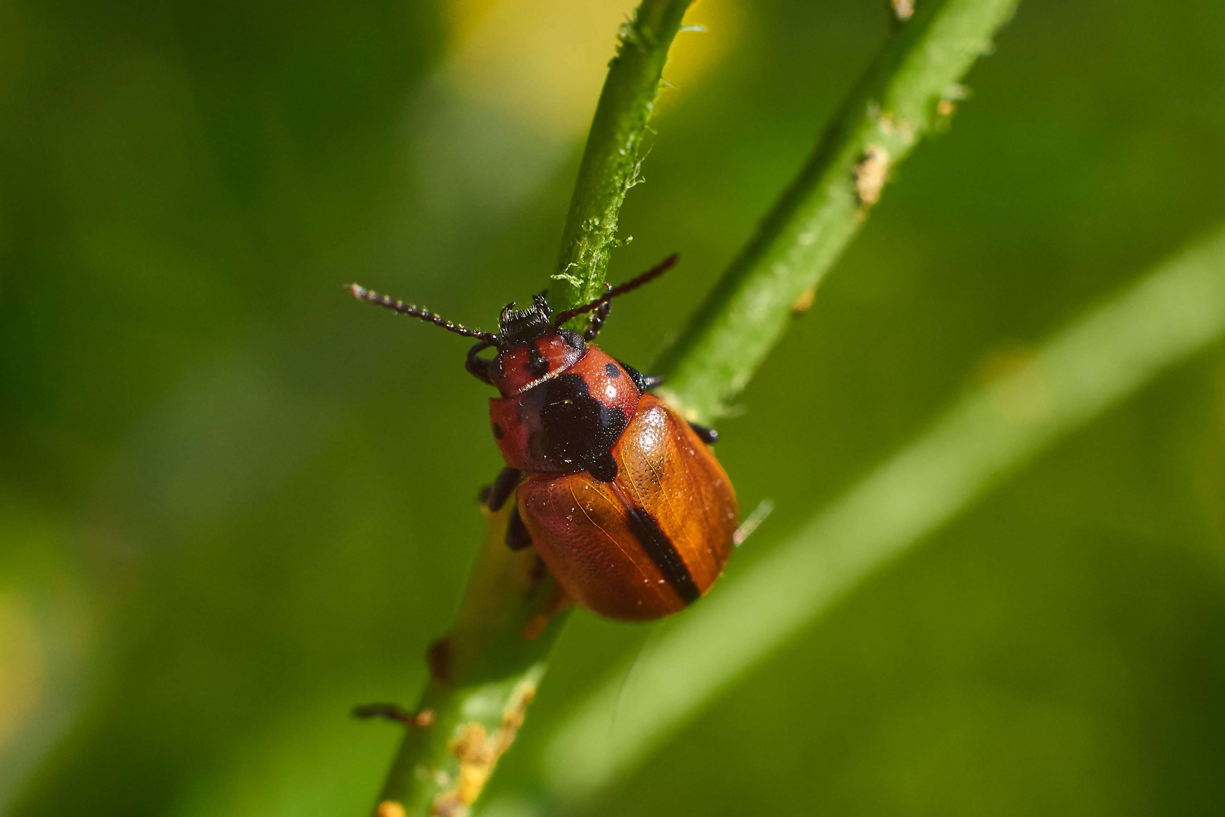 macro, volgograd, russia, wildlife, , Павел Сторчилов