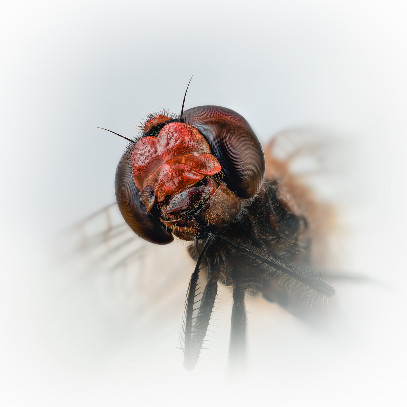 стрекоза кроваво-красная, sympetrum sanguineum, Kavaliauskas Eugenijus