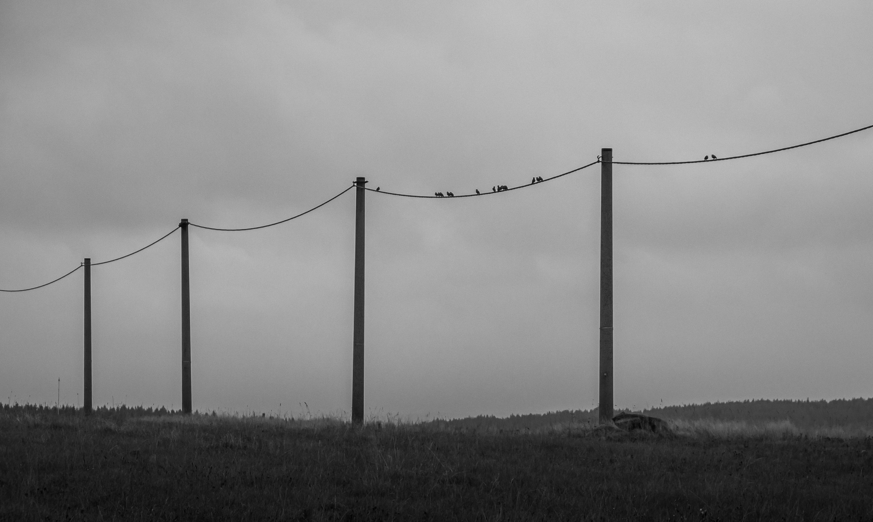 abstract,minimallist,blackandwhite,solitare,melancholic,birds,simple,simplicity,, Slavomír Gajdoš