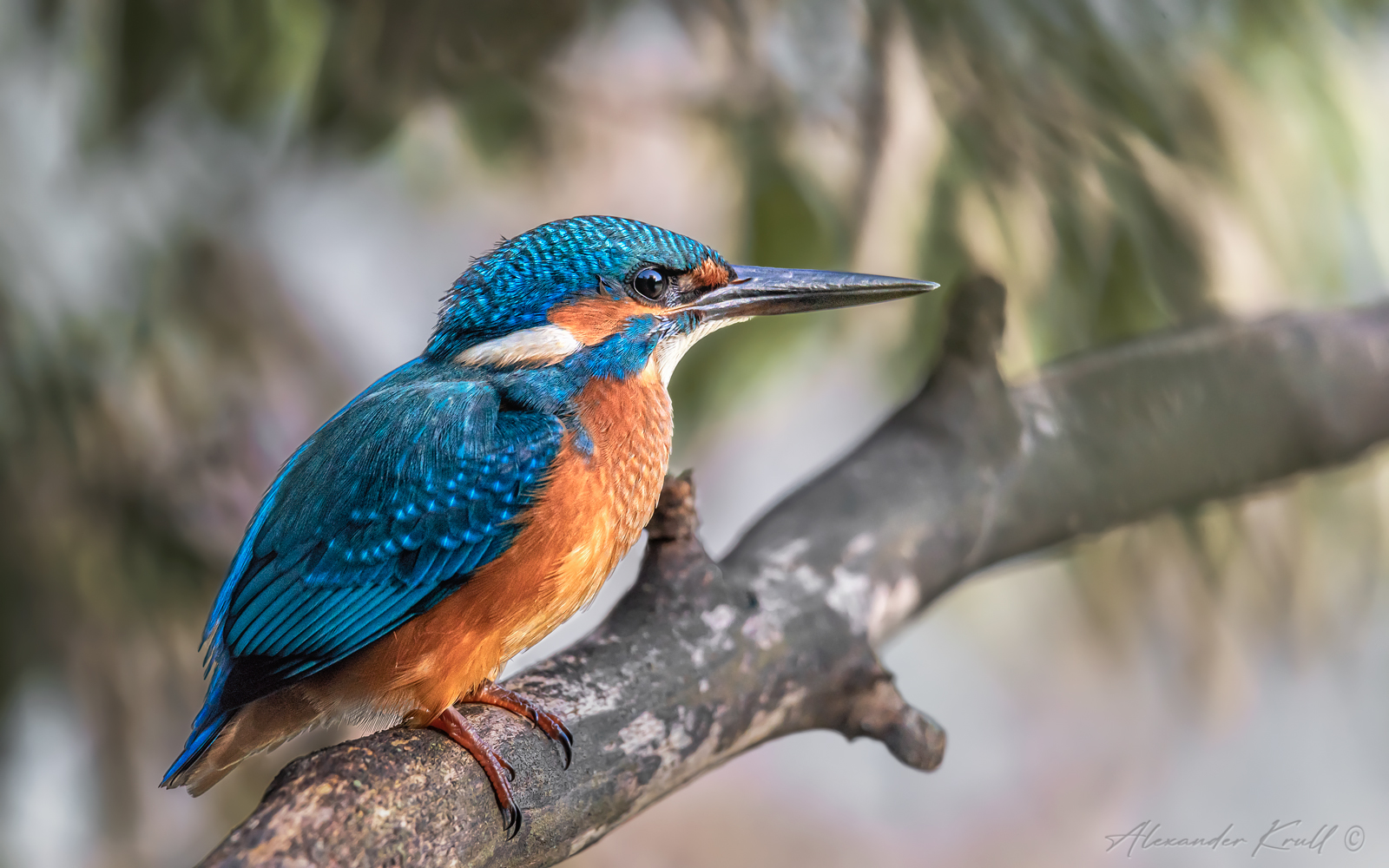 зимородок, обыкновенный зимородок, alcedo atthis, Круль Александр