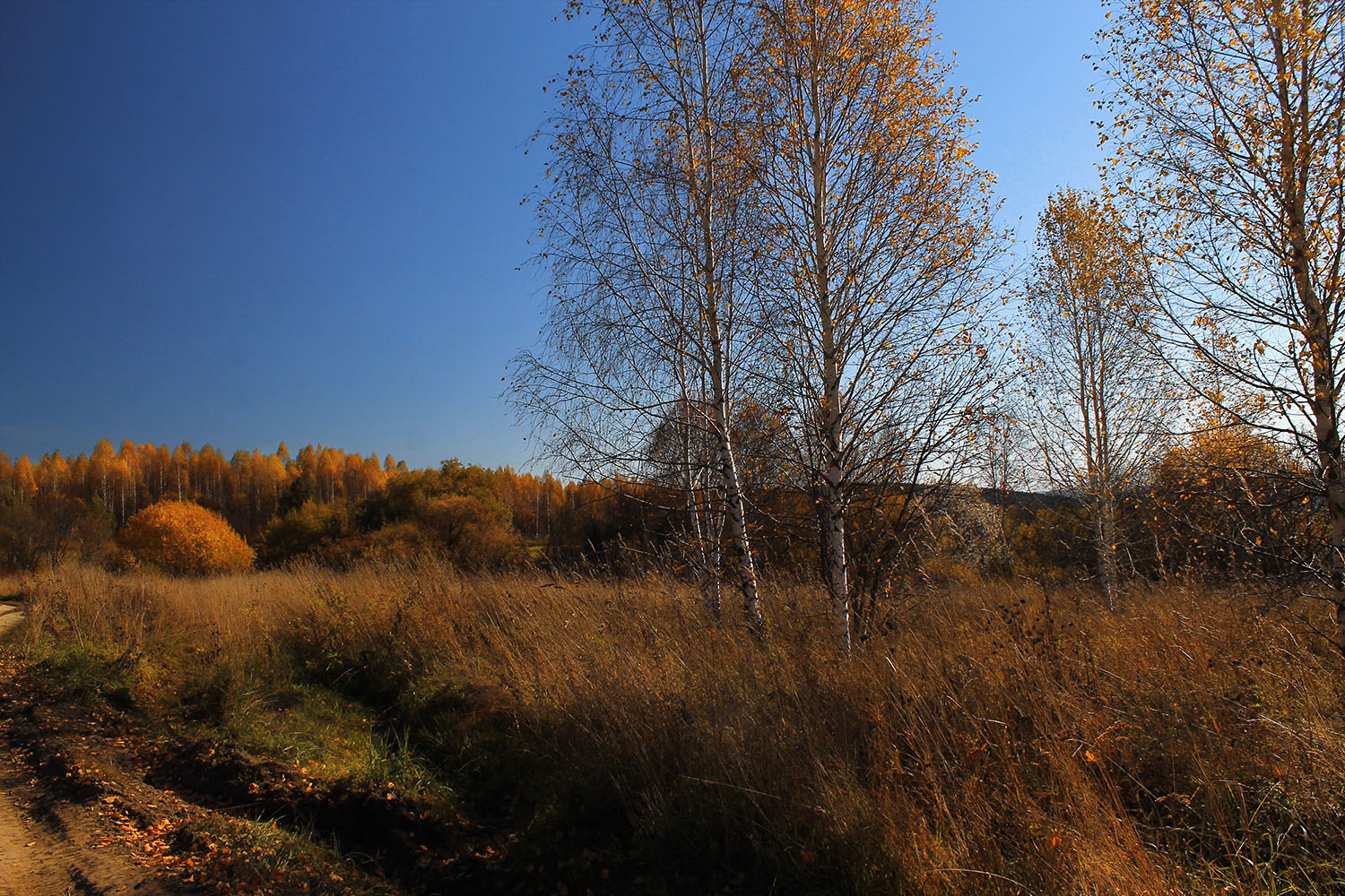 осень, октябрь, Курочкина Диана