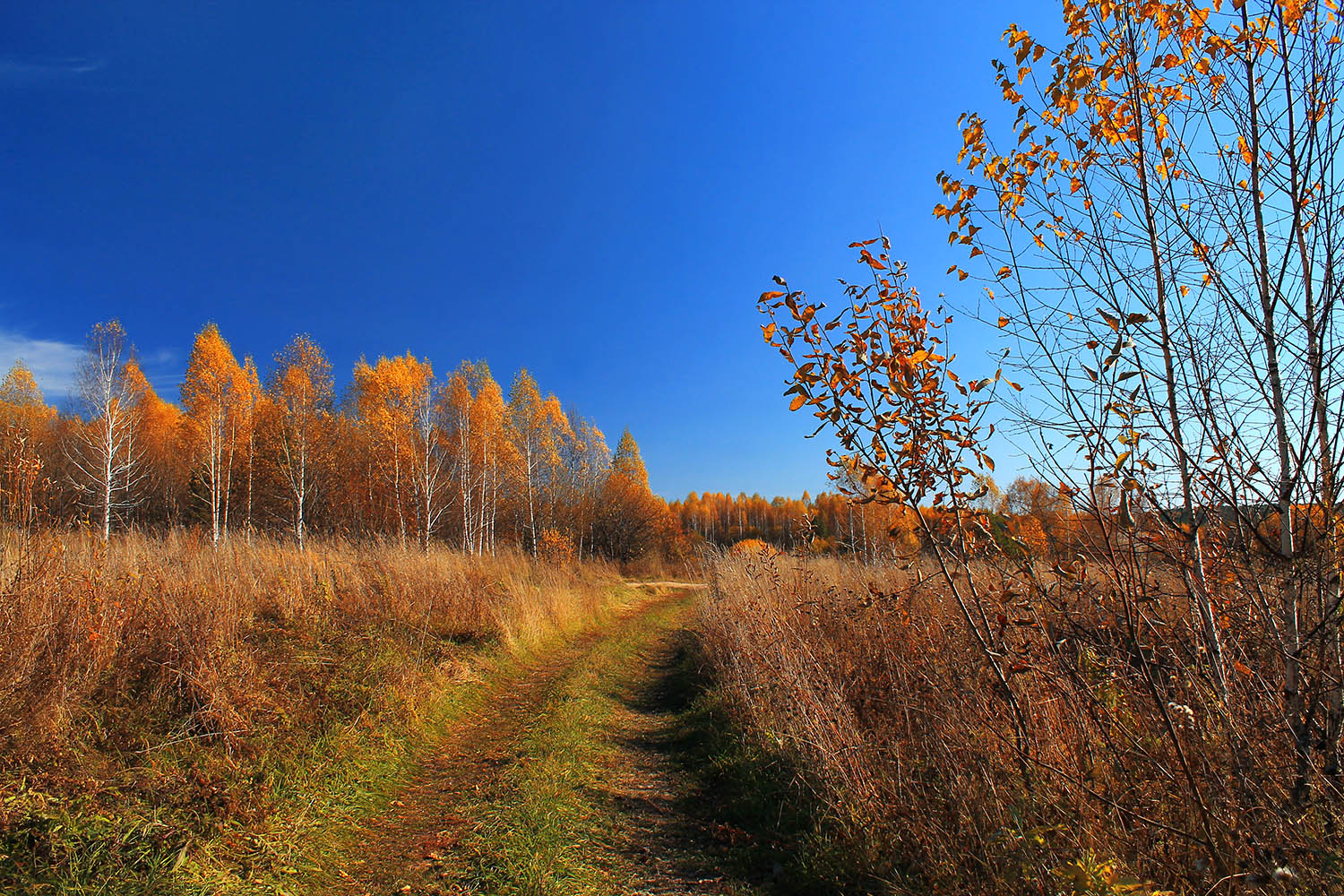 осень, октябрь, Курочкина Диана