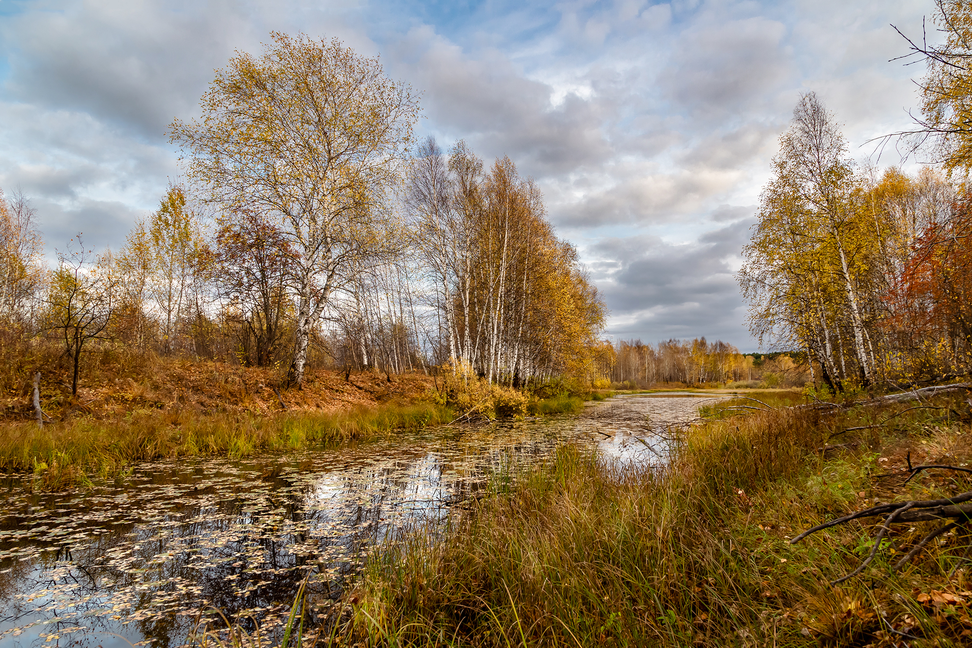 осень, озеро, лес, берег, жёлтый, берёзы., Анкудинов Леонид