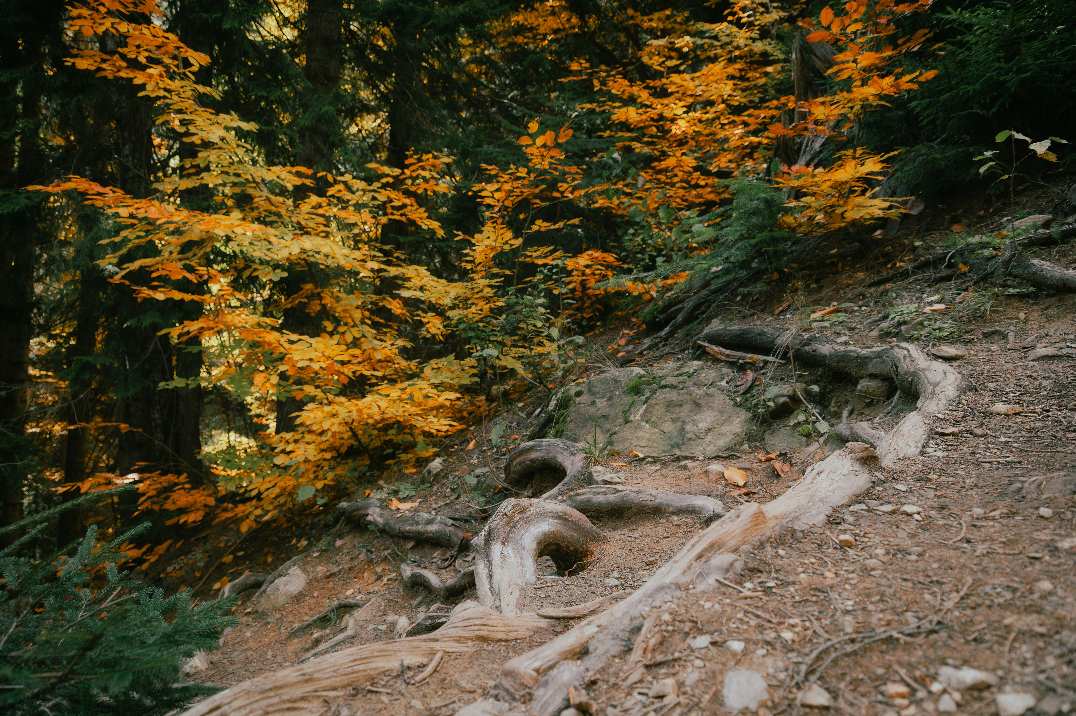 dombay, caucasus, forest, landscape, leaves, nature, mountains, autumn,, Бугримов Егор