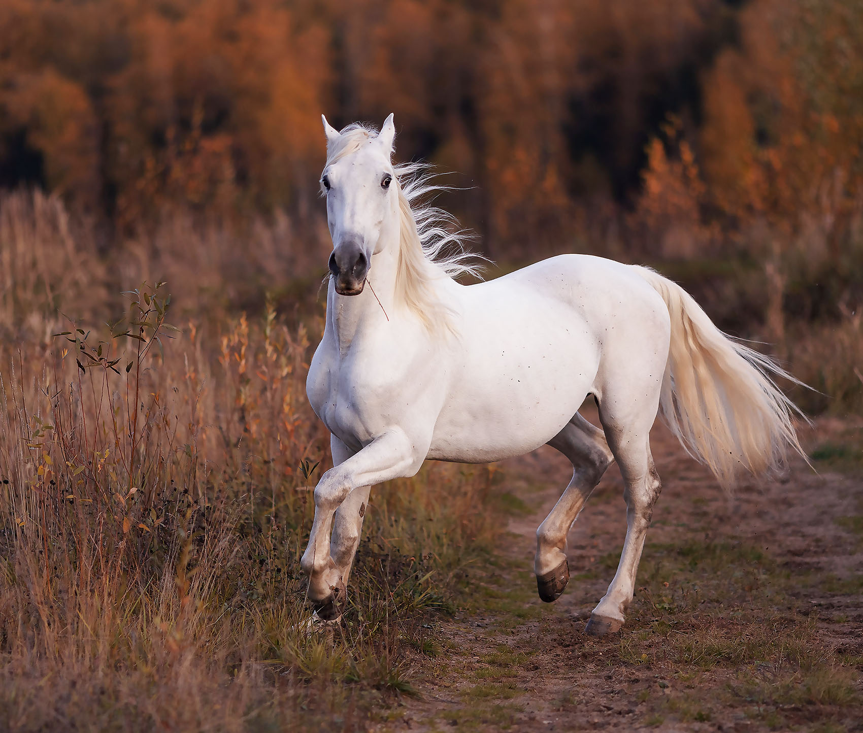 лошадь, рысак, белогривый, осень, поле, horse, beautiful, autumn, field, nature, Стукалова Юлия