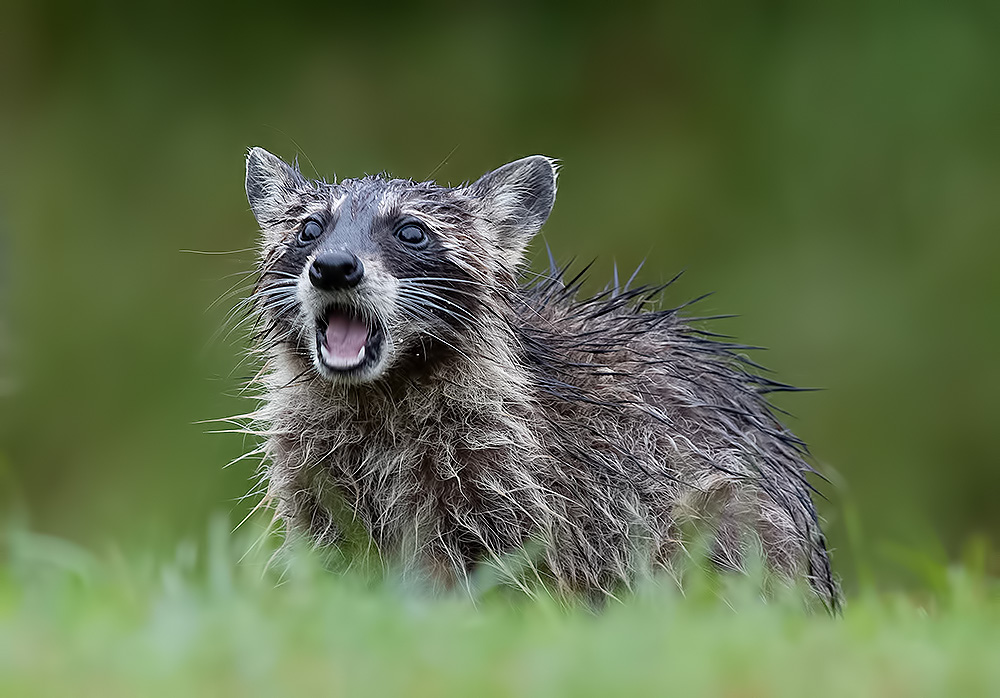 енот обыкновенный, енот-полоскун, raccoon, енот, дикие животные, животные, animals, Etkind Elizabeth