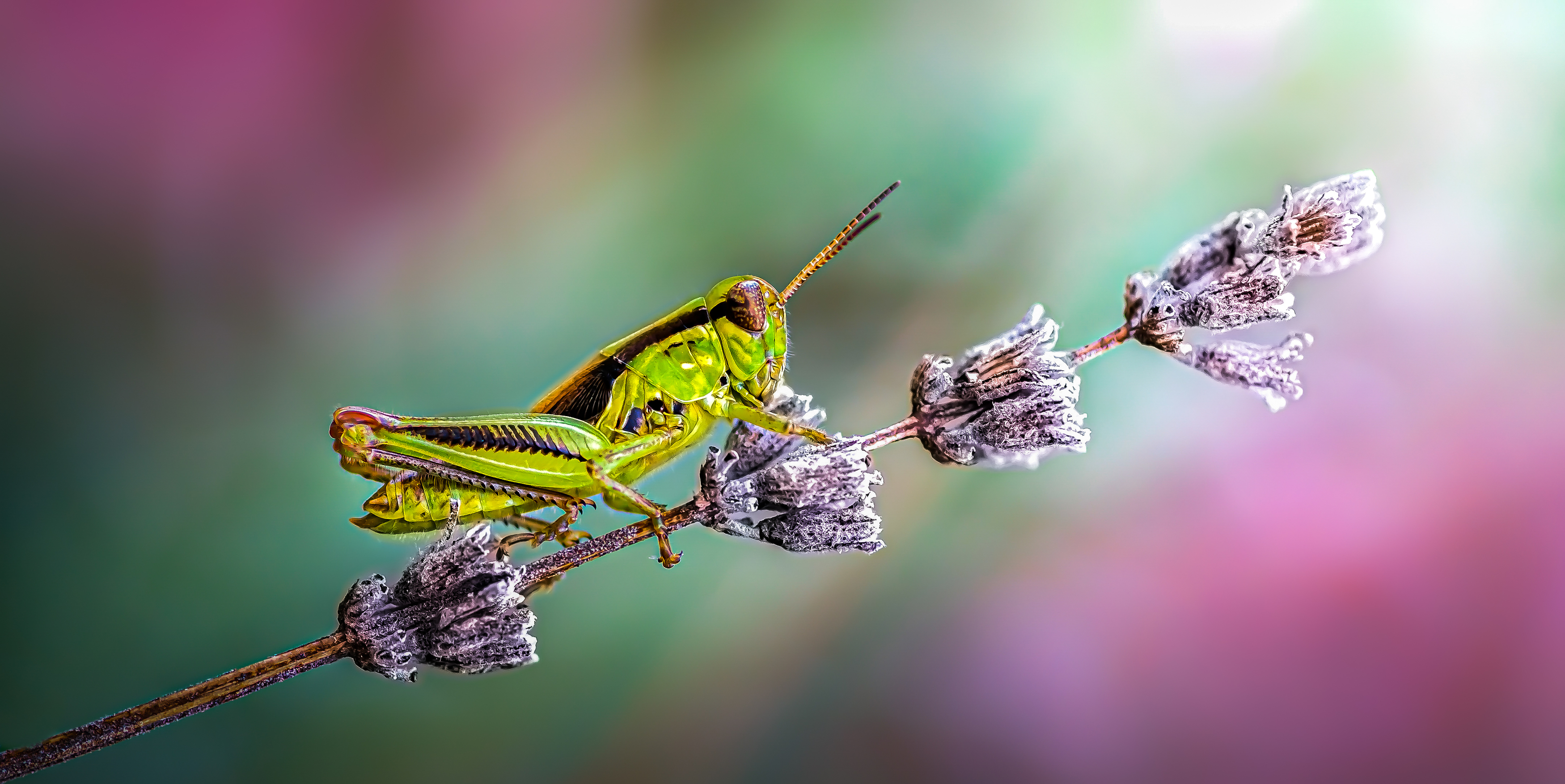 grasshopper, hopper, insect, macro, bug, grass, Atul Saluja