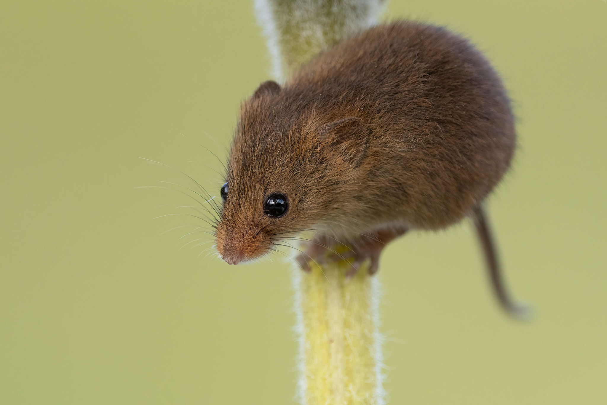 harvest mouse, mouse, rodent, animals, nature, wildlife, canon, MARIA KULA