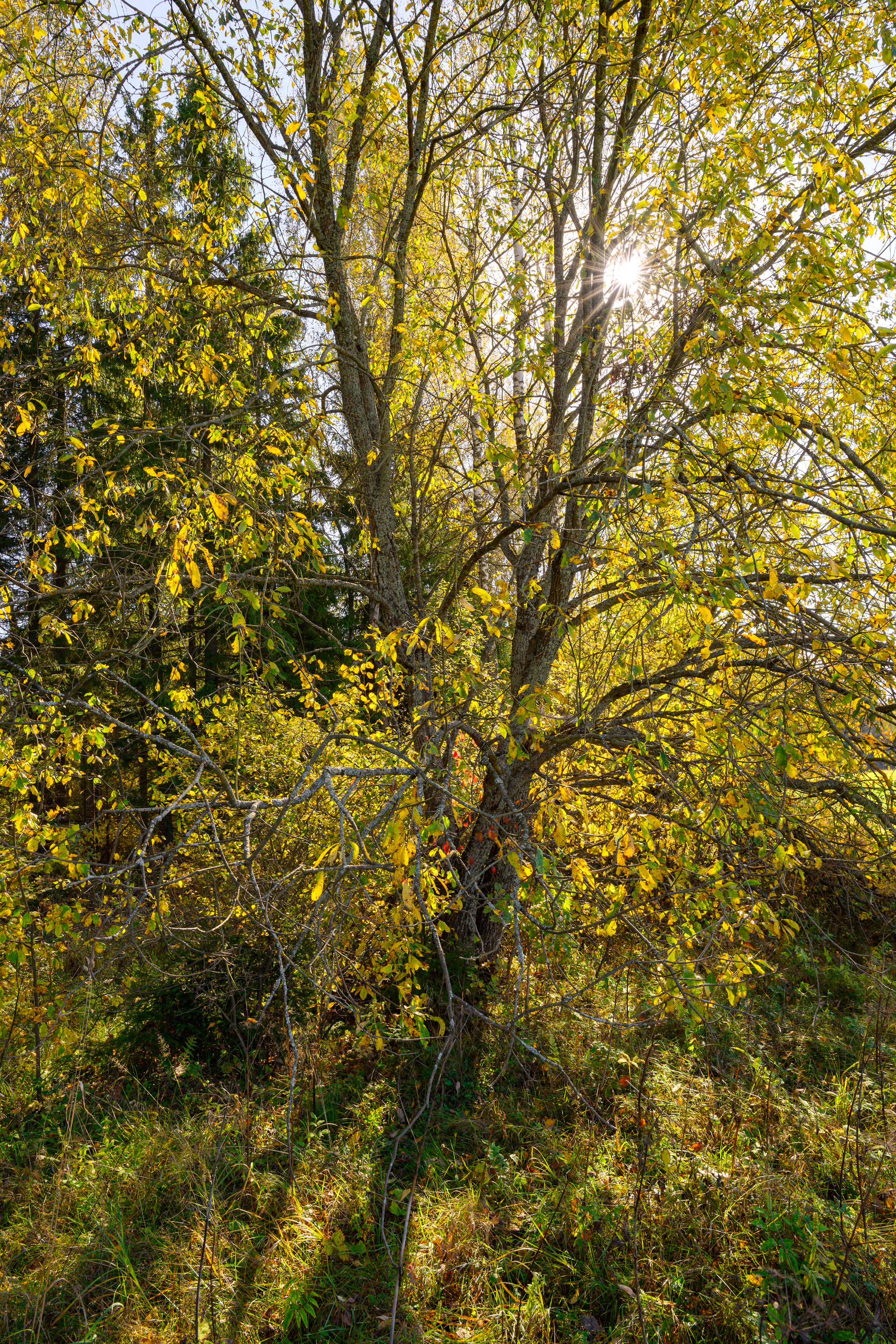 autumn, field, sunlight, leaf, foliage, birch, sunset, grass, meadow, tree, backlight, Андрей Козлов