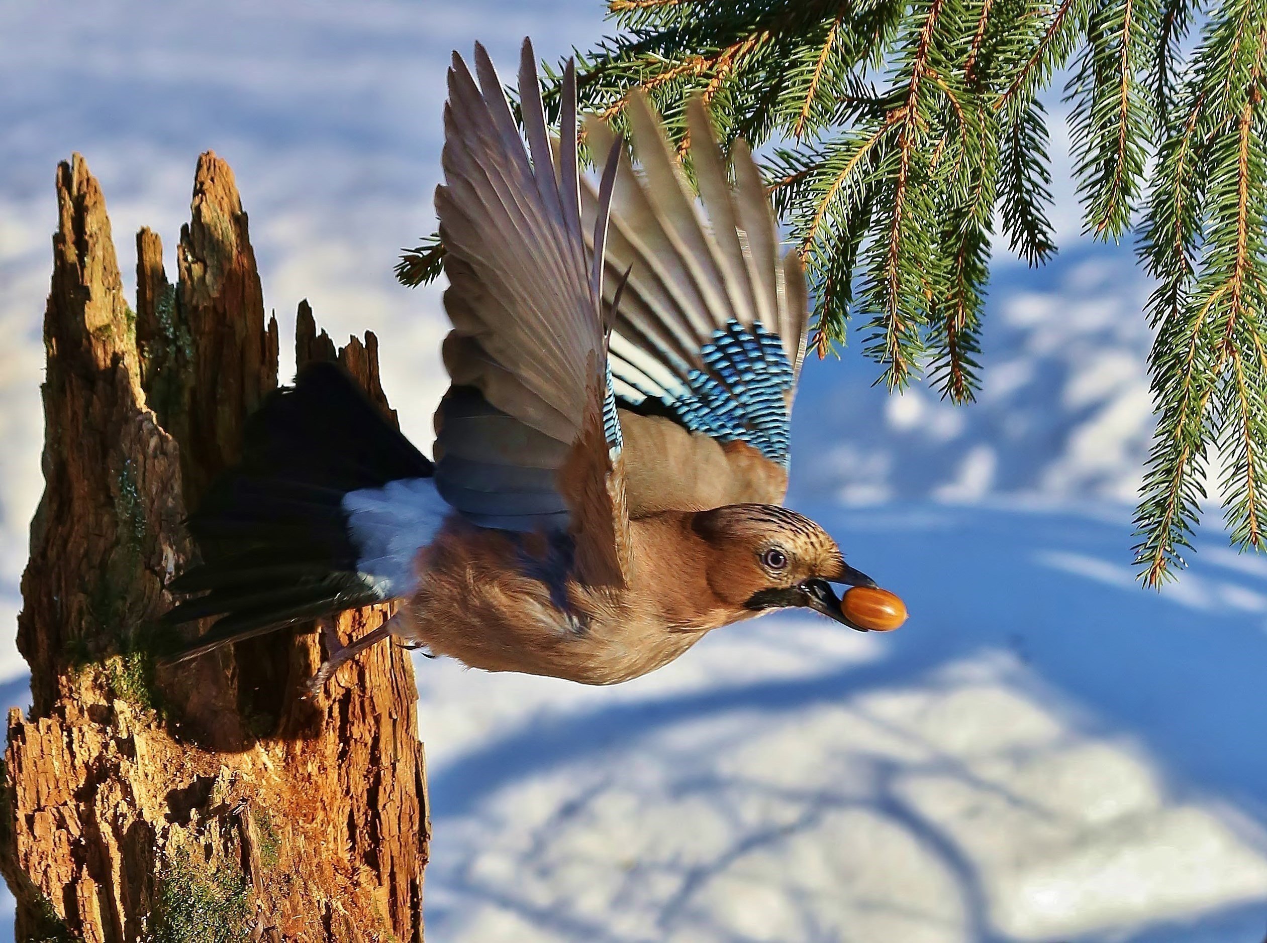 Птицы летающие зимой. Зимующие птицы Сойка. Сойка в полете. Фотограф птиц. Сойки летают зимой.