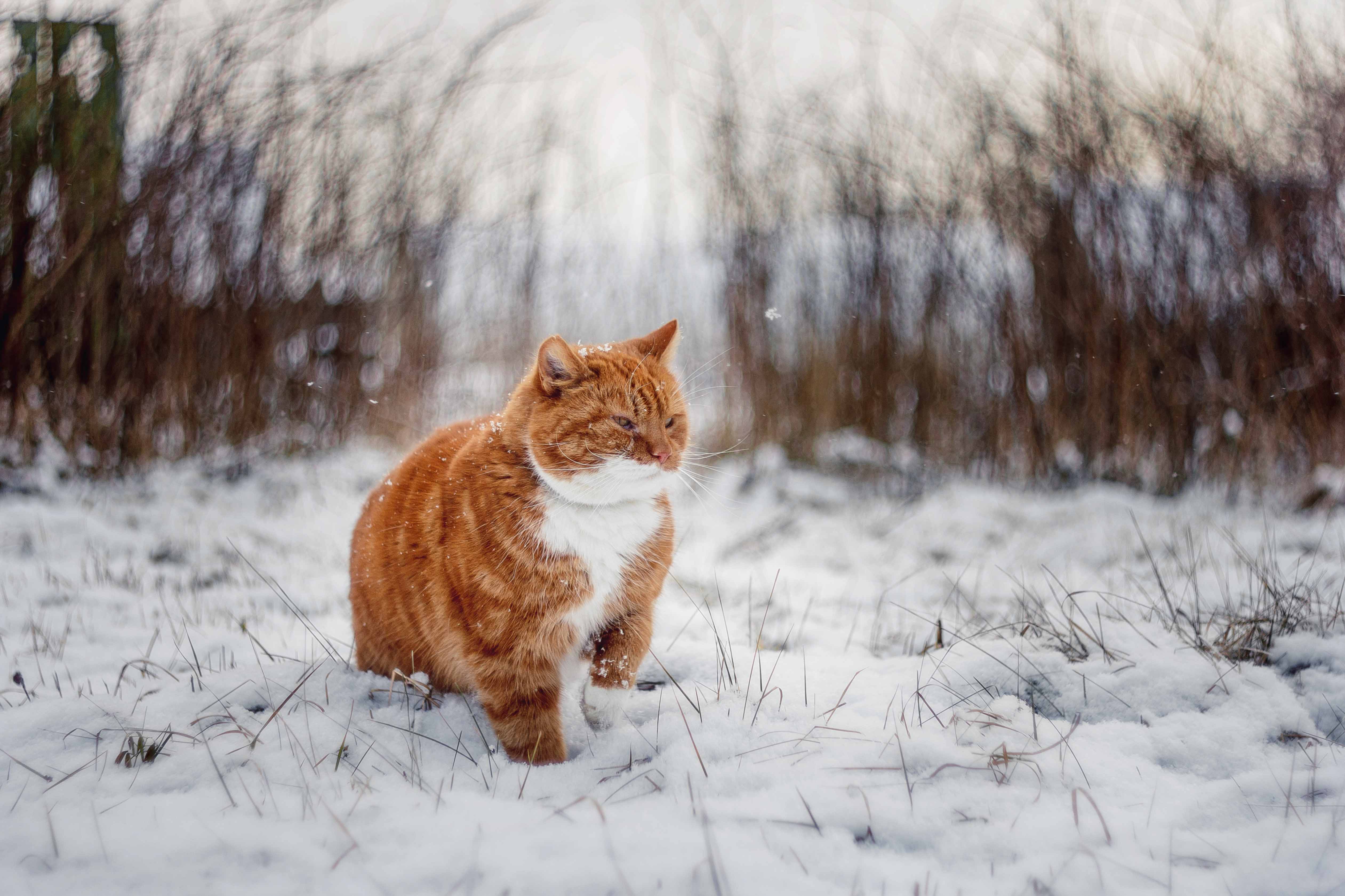 кот рыжик зима снег боке гелиос, Татьяна Афиногенова