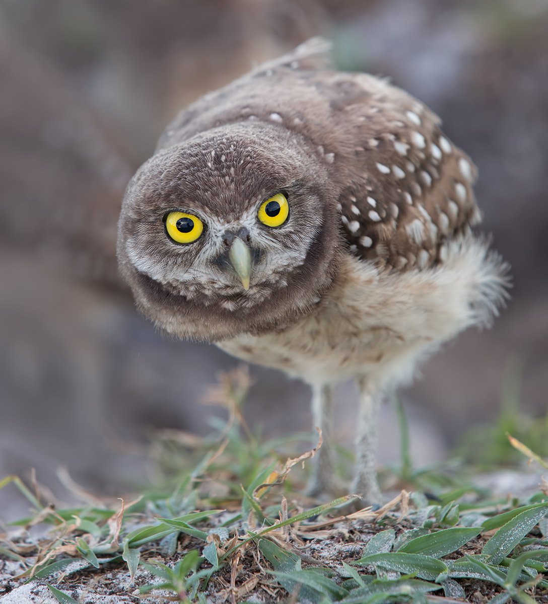 burrowing owl, florida, owl, кроличий сыч, флорида, Elizabeth Etkind