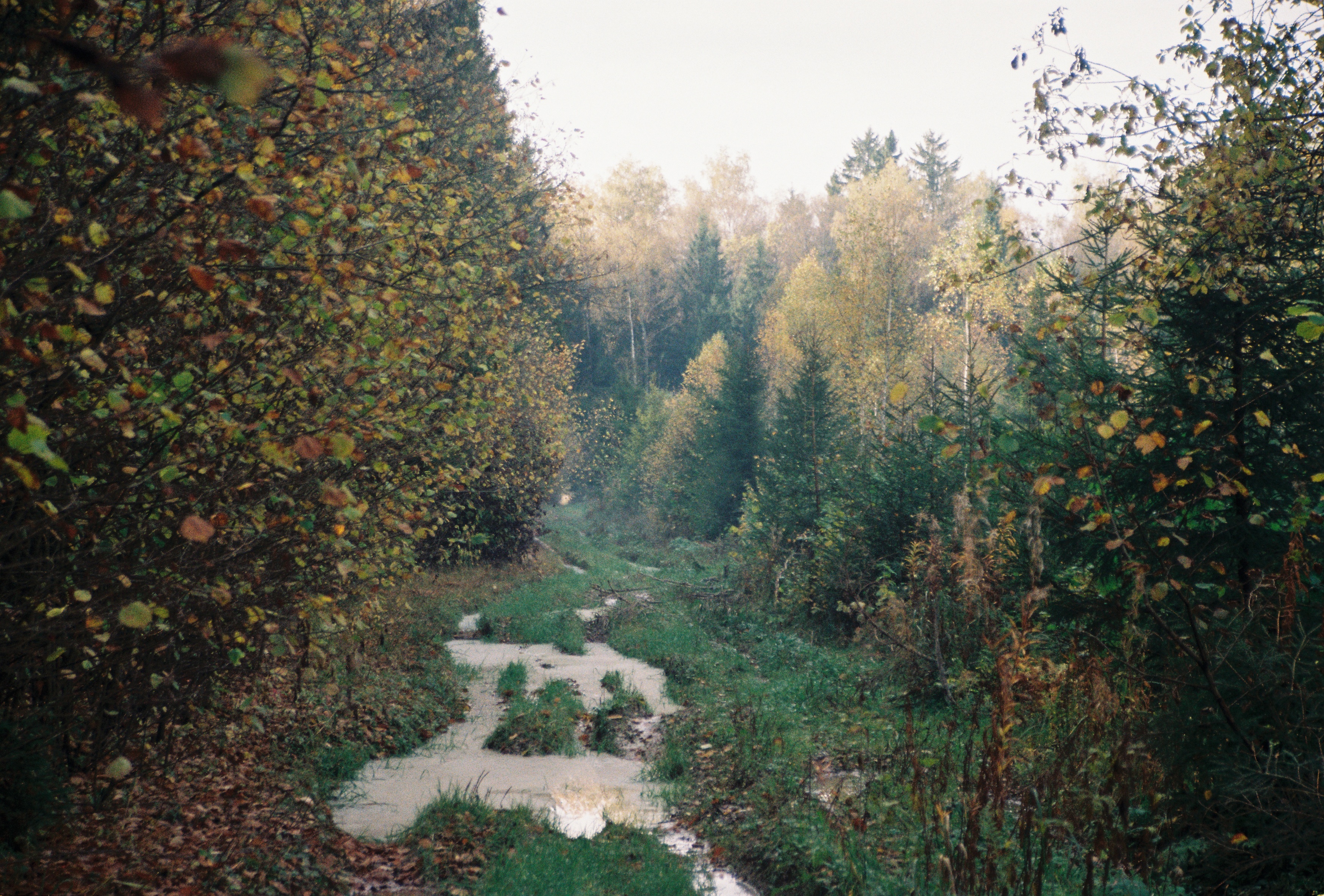 плёнка, лес, осень, color film, fuji, forest, autumn, fall, Пётр Калачев