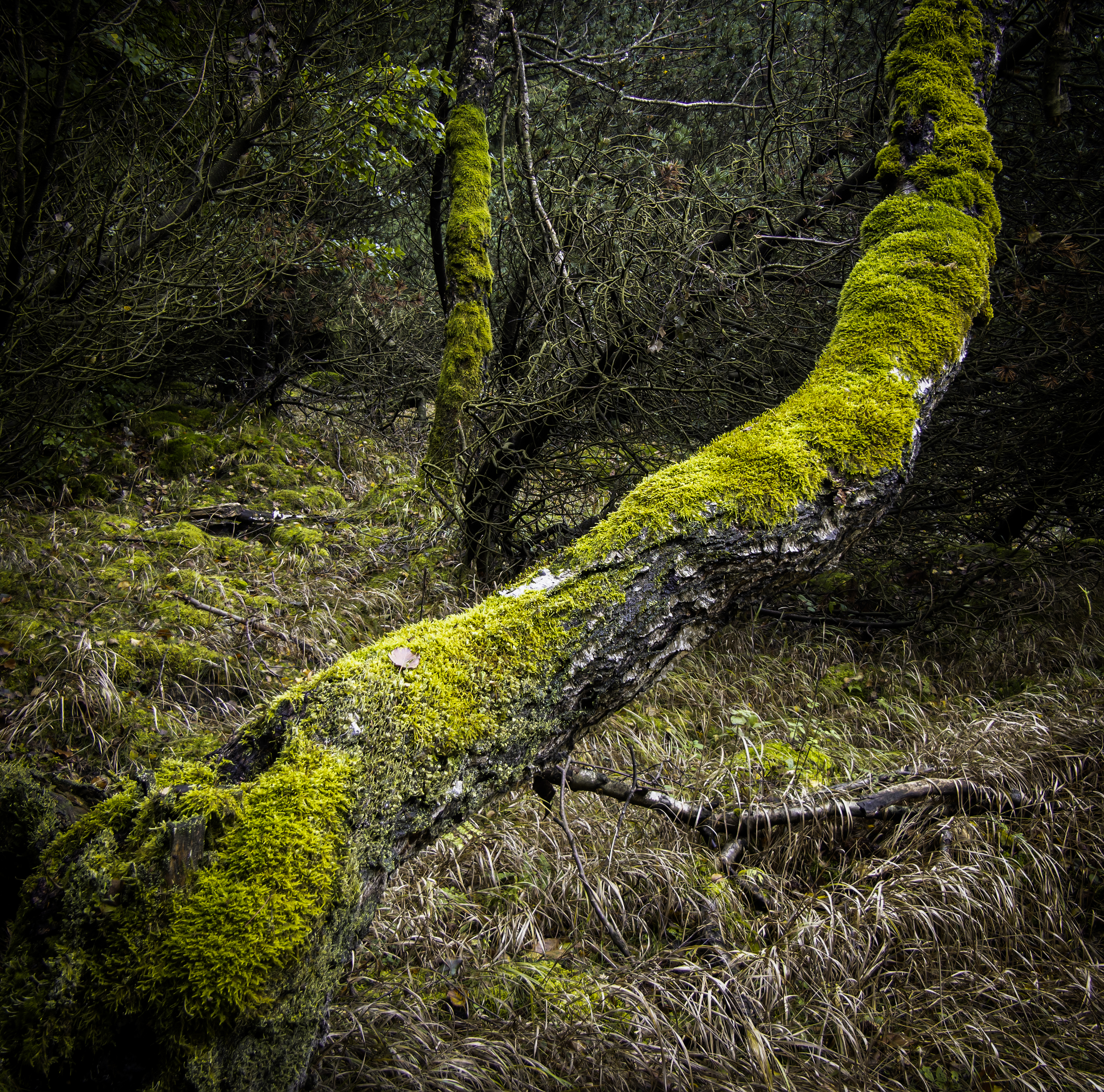 czechia,czech republic,ore mountains,forest,woodland, Slavomír Gajdoš