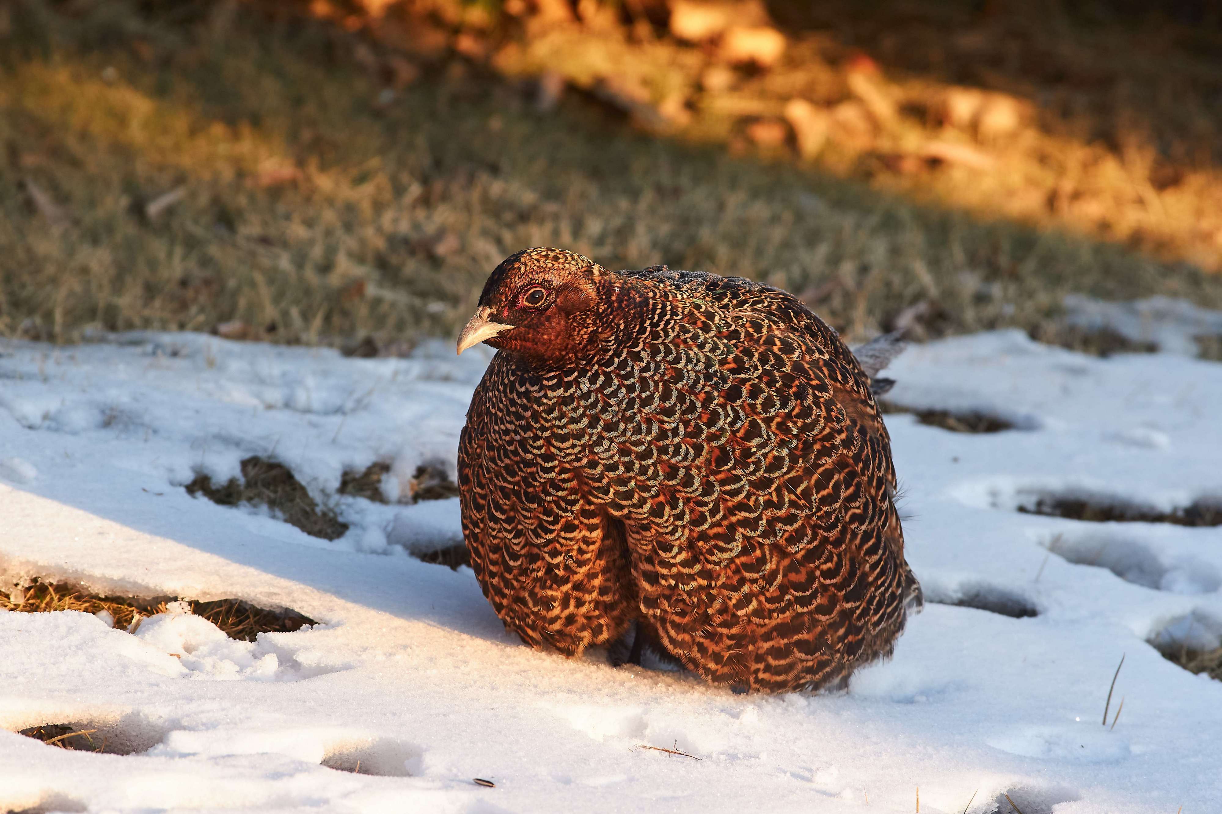 bird, birds, volgograd, russia, wildlife, , Павел Сторчилов