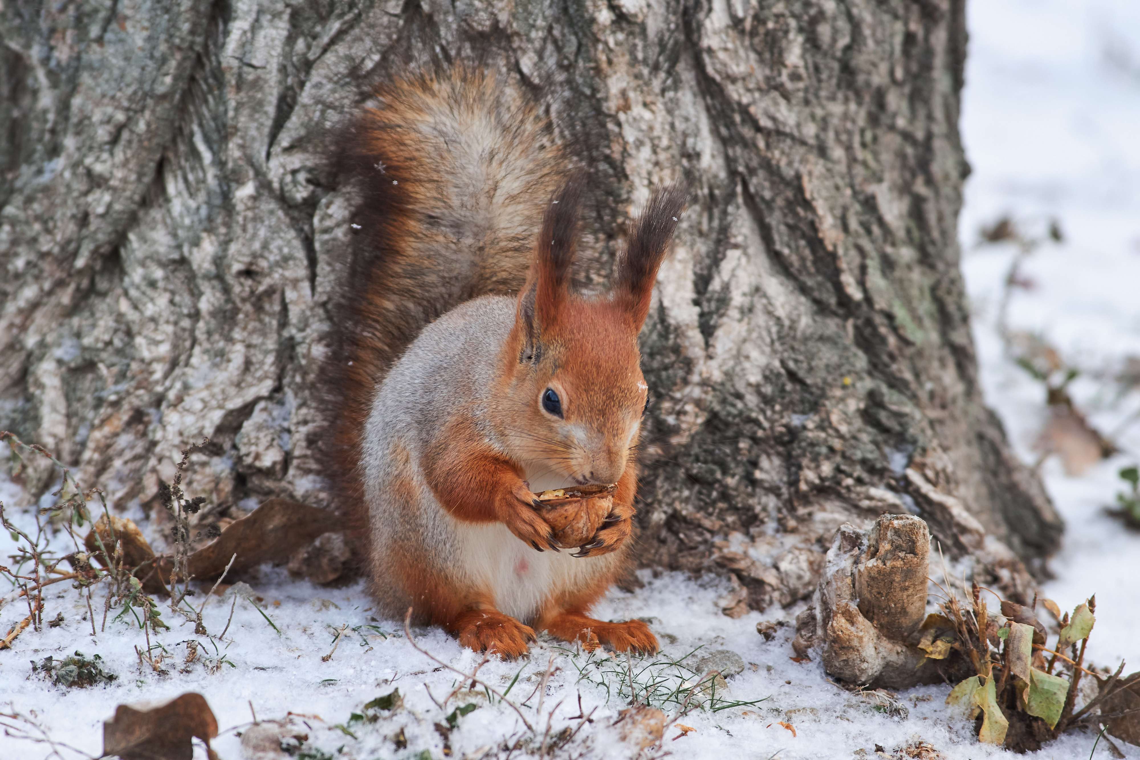 squirrel, volgograd, russia, , Павел Сторчилов