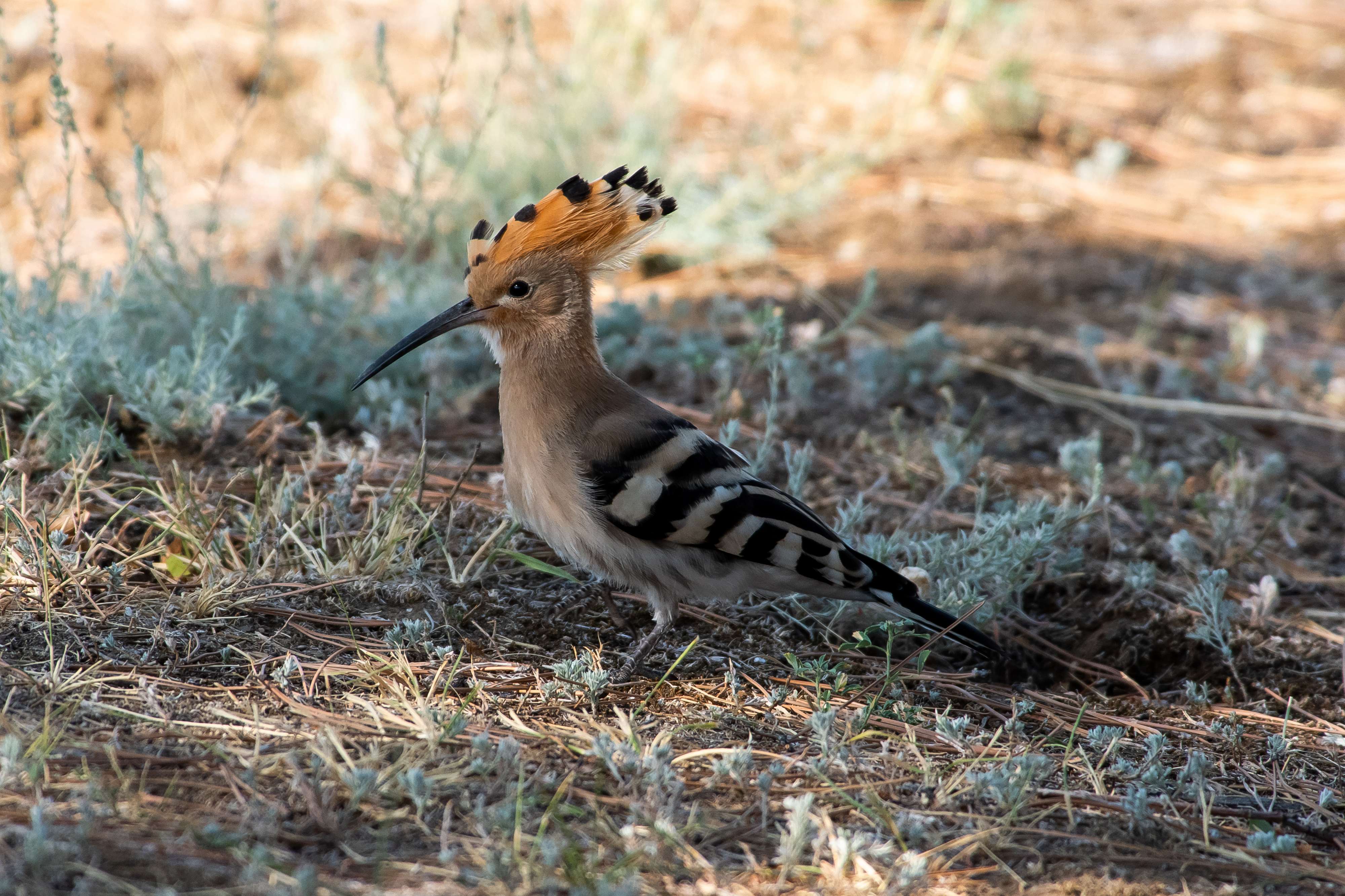 bird, birds, volgograd, russia, wildlife, , Павел Сторчилов