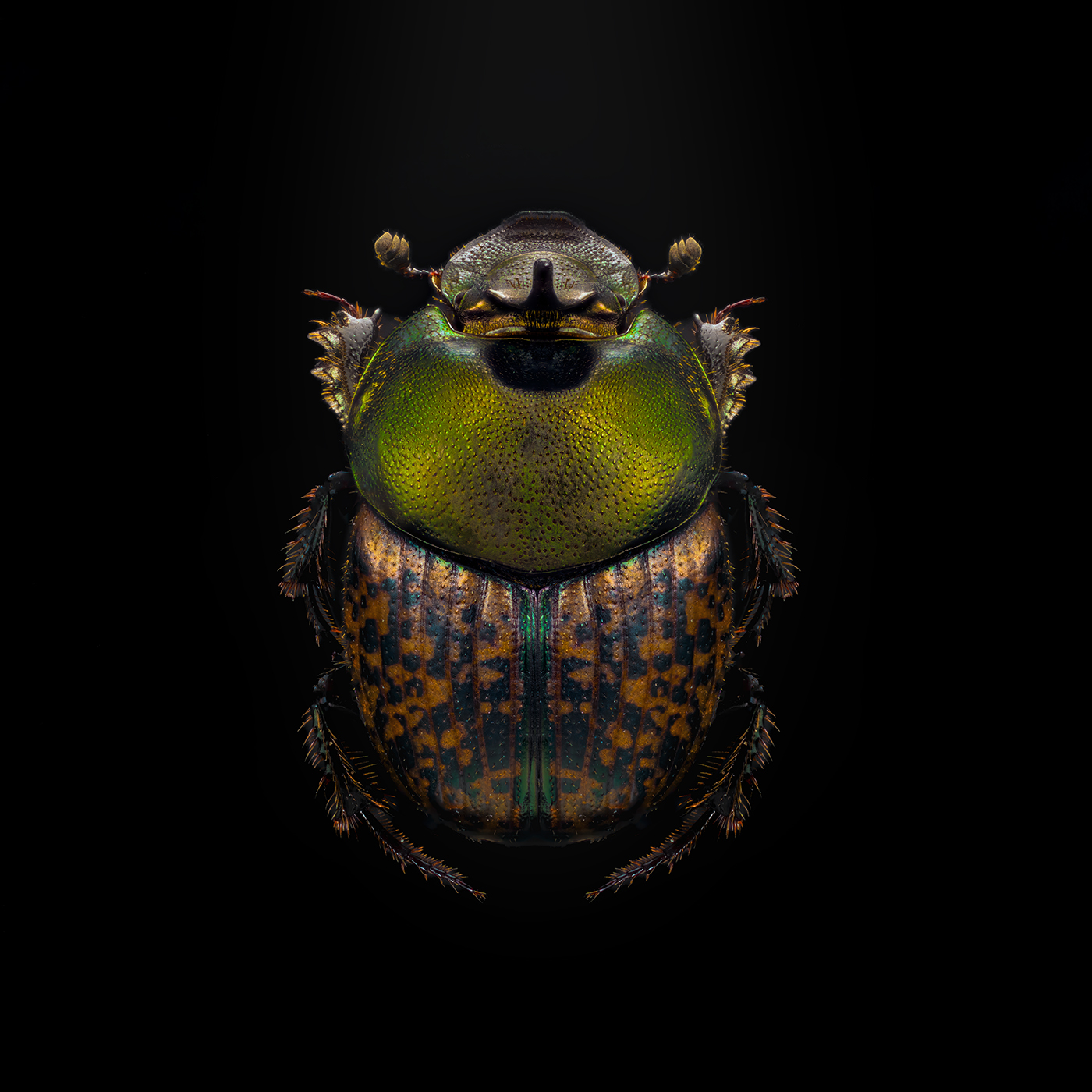 onthophagus vacca, Kavaliauskas Eugenijus