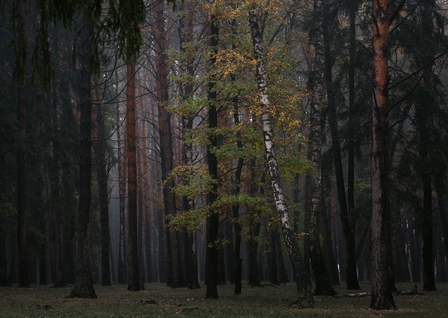 лес, свет, утро, природа, Баранов Олег